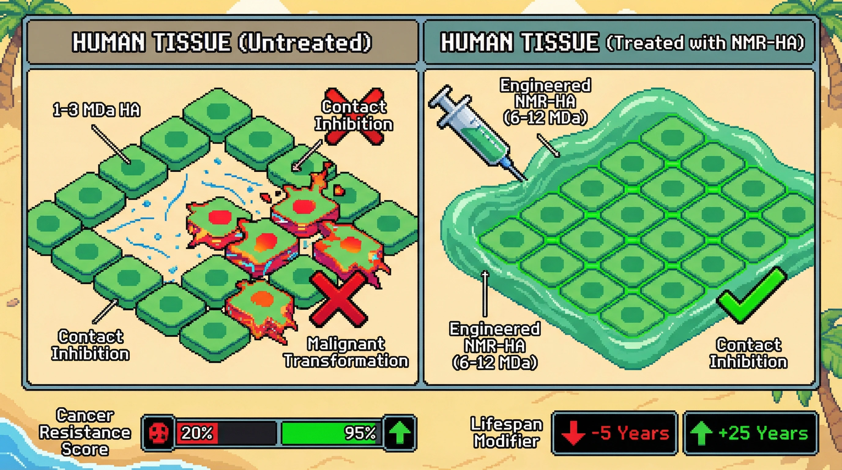 This infographic illustrates how engineered high molecular weight hyaluronan (NMR-HA) can mimic naked mole-rat cancer resistance by restoring contact inhibition in human tissues, potentially increasing lifespan and reducing cancer risk.