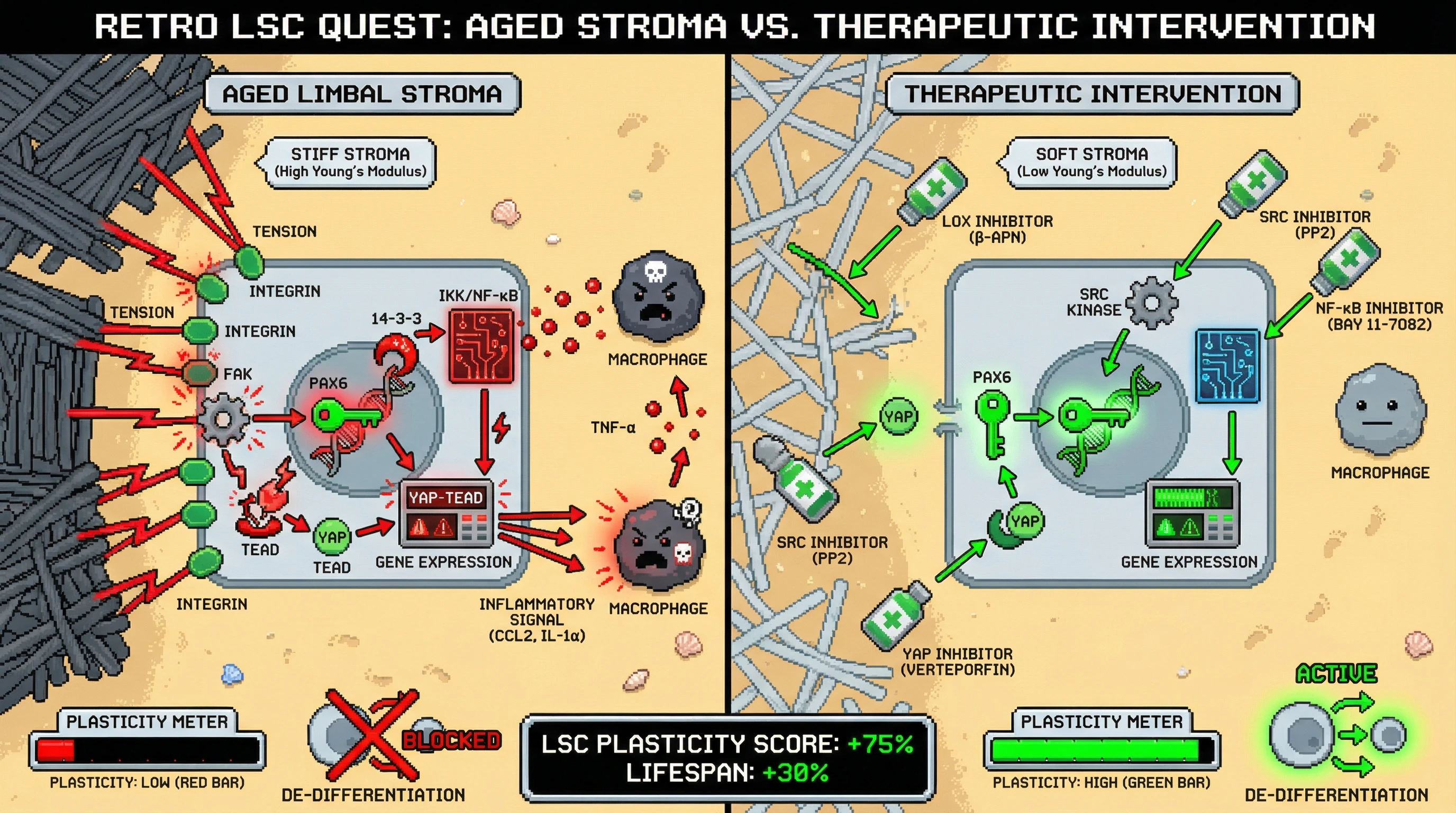 Infographic for: Age‑dependent stromal stiffening drives PAX6 cytoplasmic sequestration and YAP‑mediated loss of limbal stem cell plasticity via macrophage‑derived TNF‑α signaling