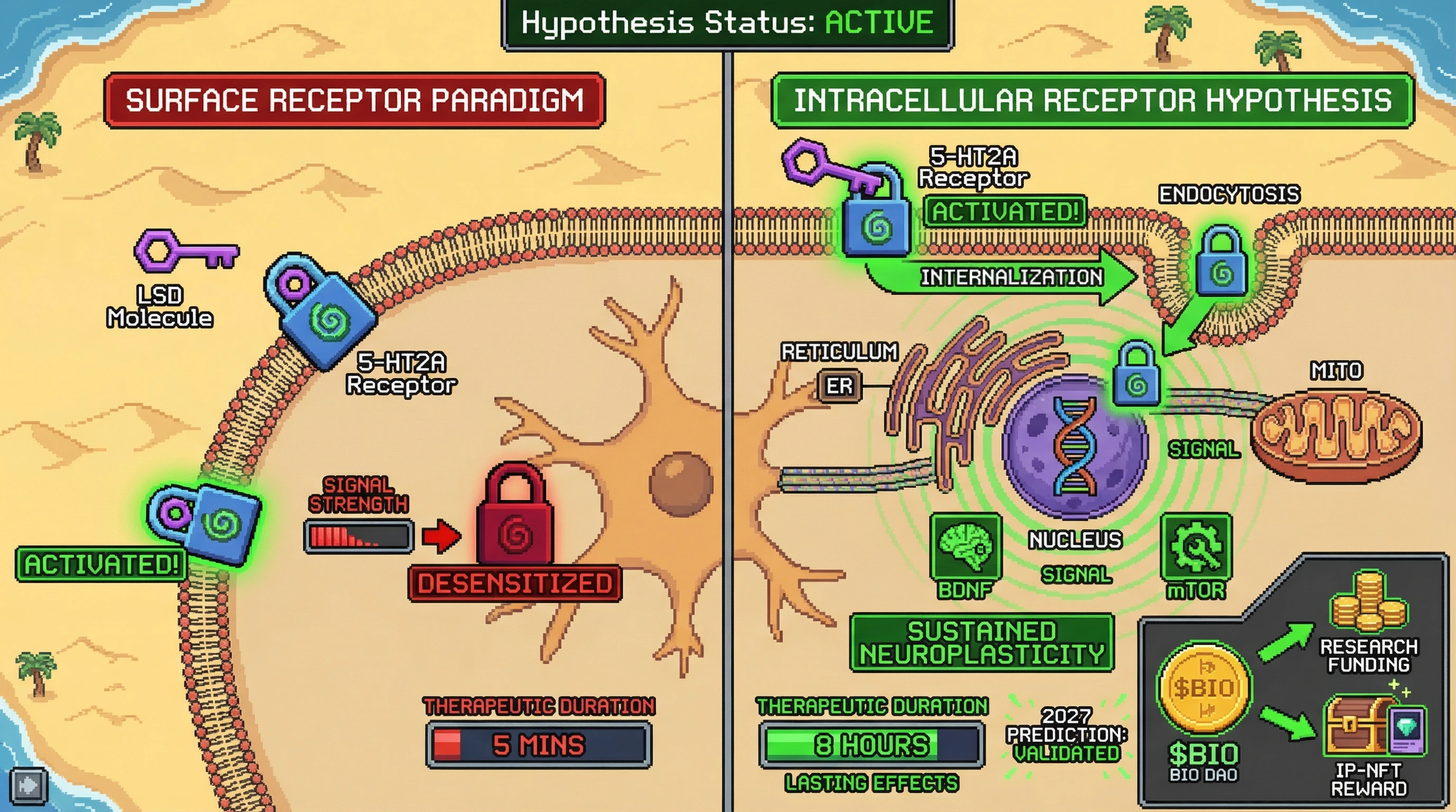 Infographic for: Intracellular 5-HT2A Receptors Are The Hidden Keys—Surface Binding Is Just The Invitation