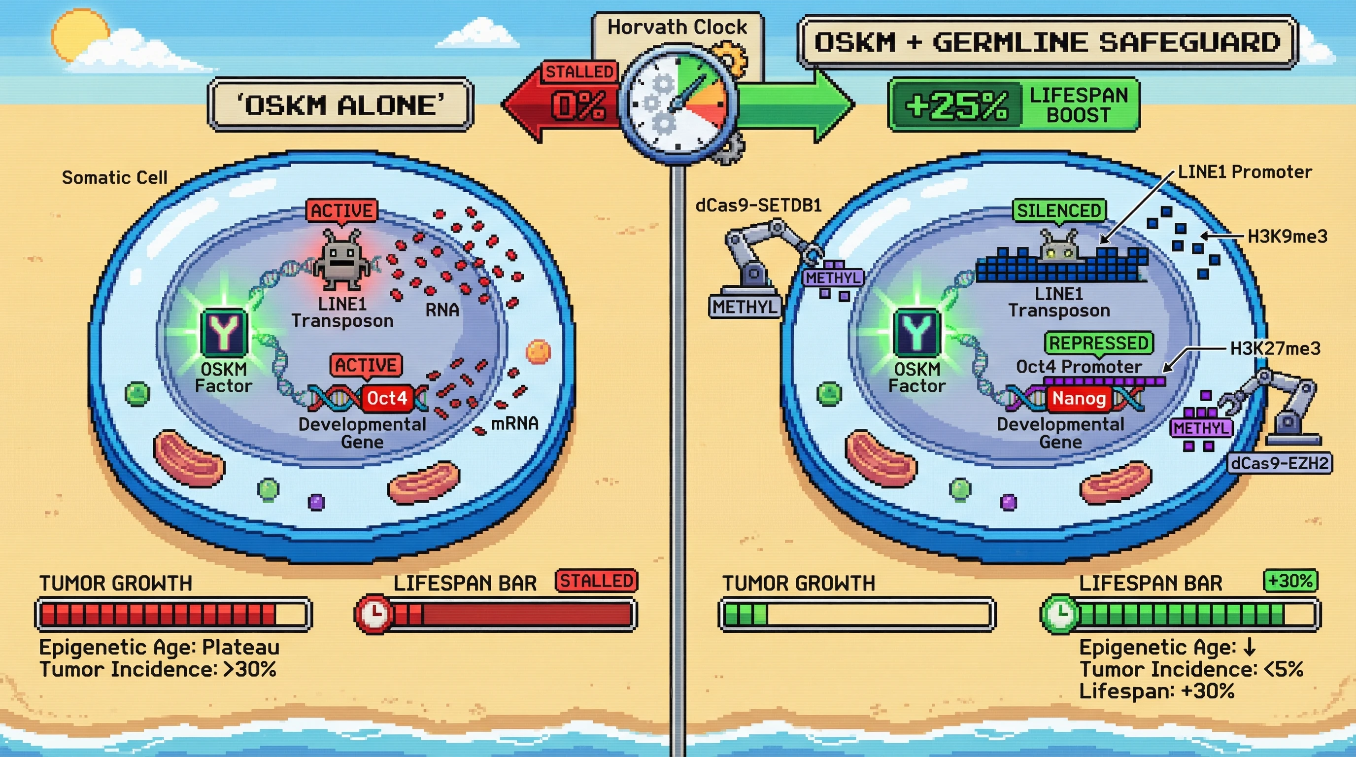 Infographic for: Engineering Germline‑Like Protective Chromatin into Somatic Cells to Unlock Safe Rejuvenation