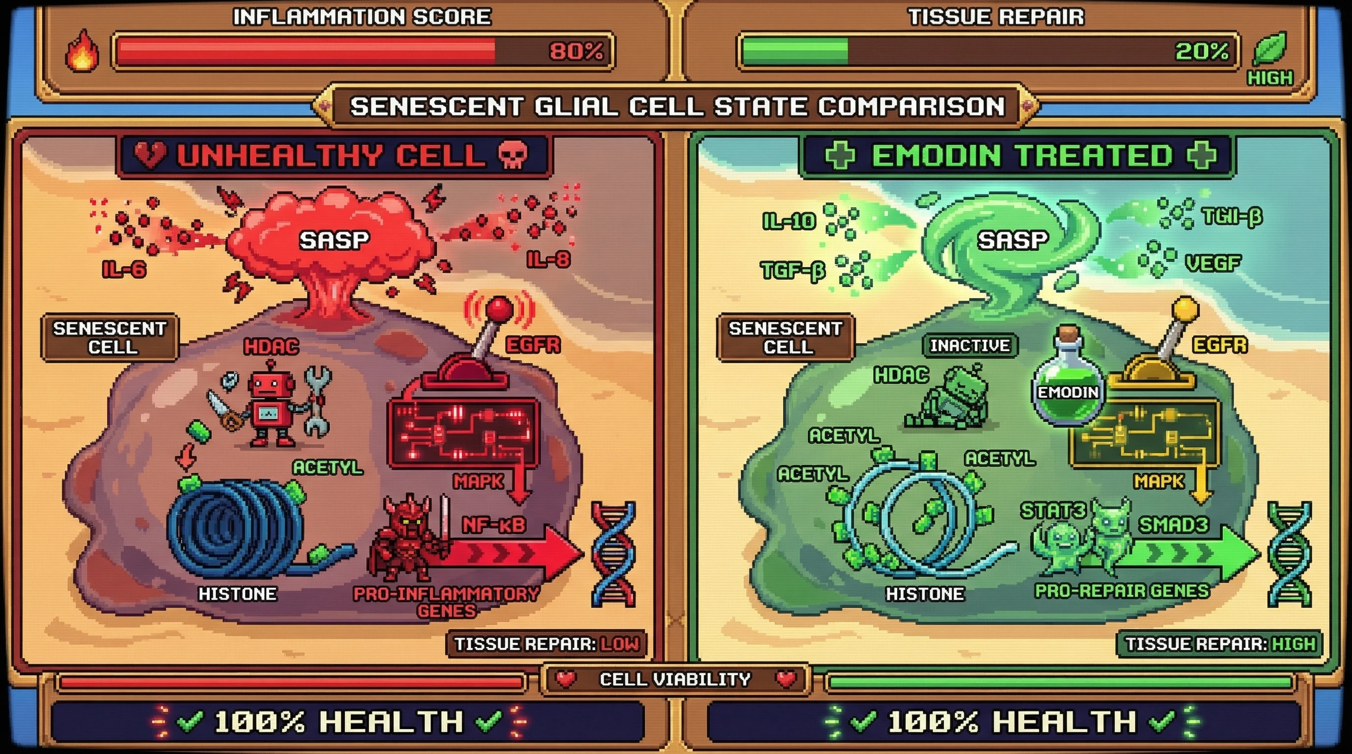 Mechanism: Emodin inhibits HDAC and dampens EGFR/MAPK signaling, shifting senescent cells from a pro-inflammatory to a pro-repair secretome. Readout: Readout: Inflammation score significantly decreases, tissue repair markers increase, and cell viability remains high without senolysis.