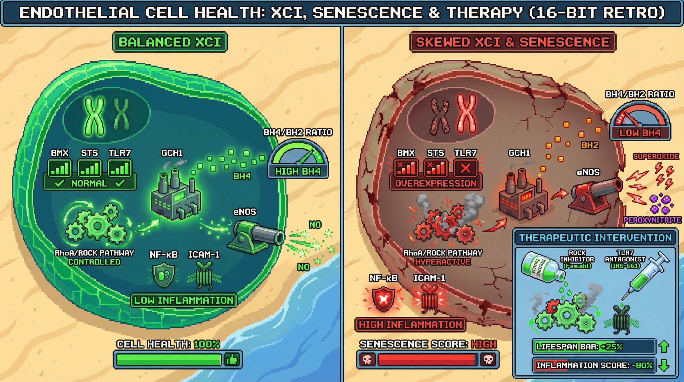 Infographic for: Balanced XCI sustains endothelial redox homeostasis via dosage-sensitive regulation of RhoA/ROCK and TLR7 escape genes, preventing eNOS uncoupling-driven senescence
