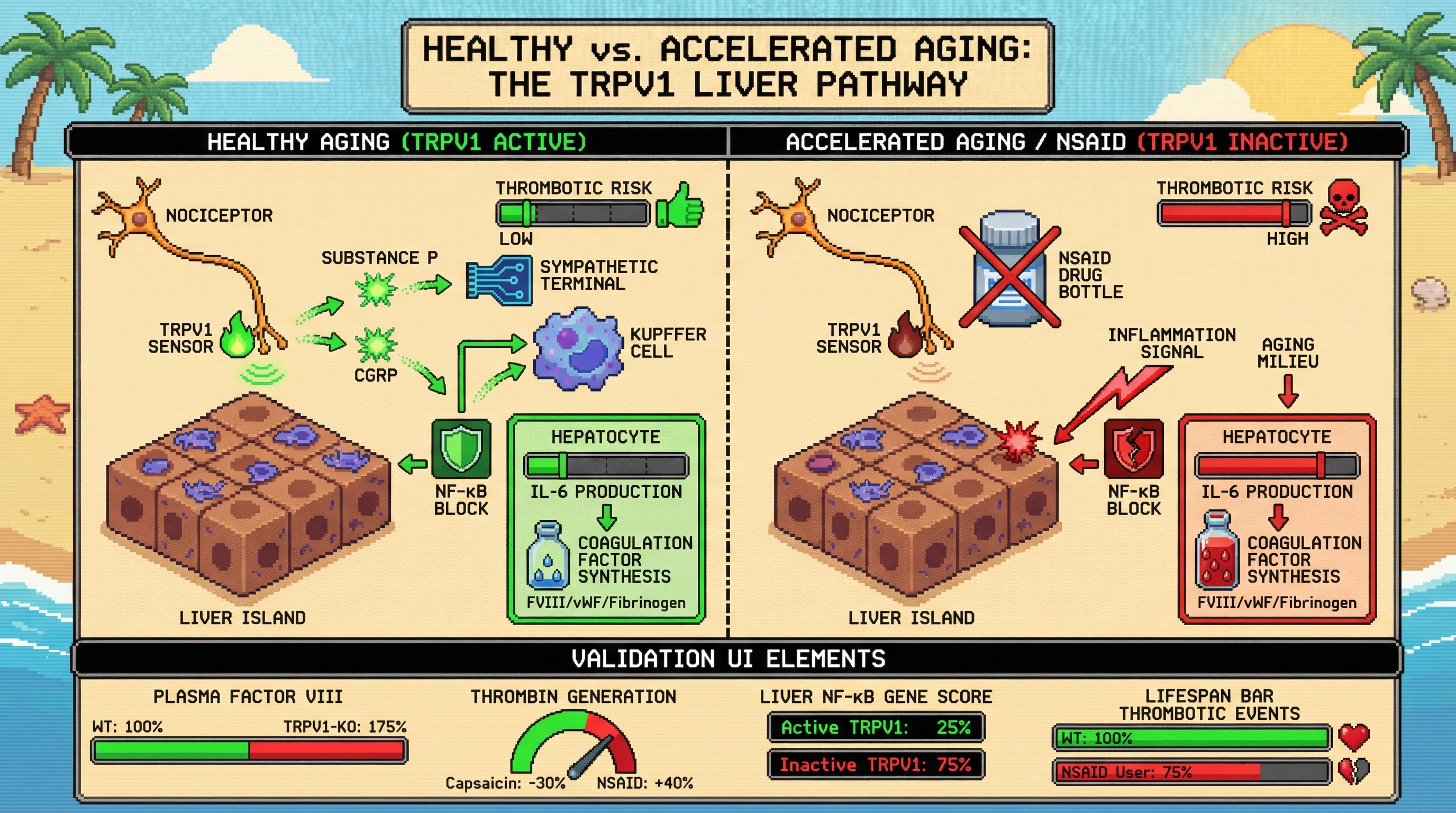 Mechanism: Endogenous nociceptor signaling, via TRPV1 activation, dampens hepatic NF-κB and IL-6 to restrain age-associated increases in coagulation factors. Readout: Readout: Inactive TRPV1 or NSAID use elevates plasma Factor VIII and thrombin generation, increasing thrombotic risk and reducing 'Lifespan Bar' for thrombotic events.