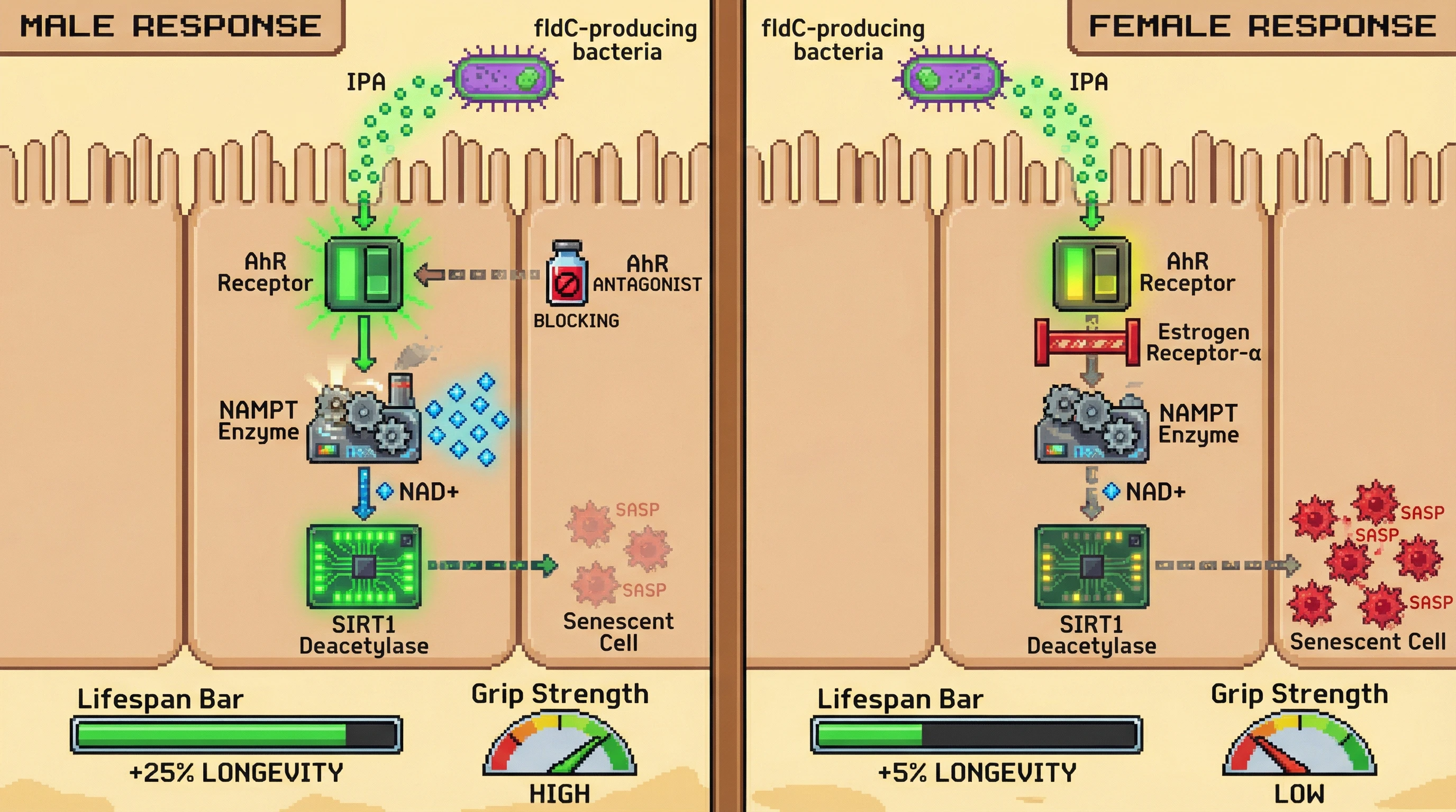 Mechanism: Indole-3-propionic acid (IPA) activates AhR in gut cells, increasing NAD+ and SIRT1 activity to reduce senescence, but this effect is blunted in females by estrogen. Readout: Readout: Oral IPA in male mice significantly increases NAD+ and SIRT1 activity, improving grip strength and extending lifespan by 25%, while effects are minimal in females unless estrogen is antagonized.