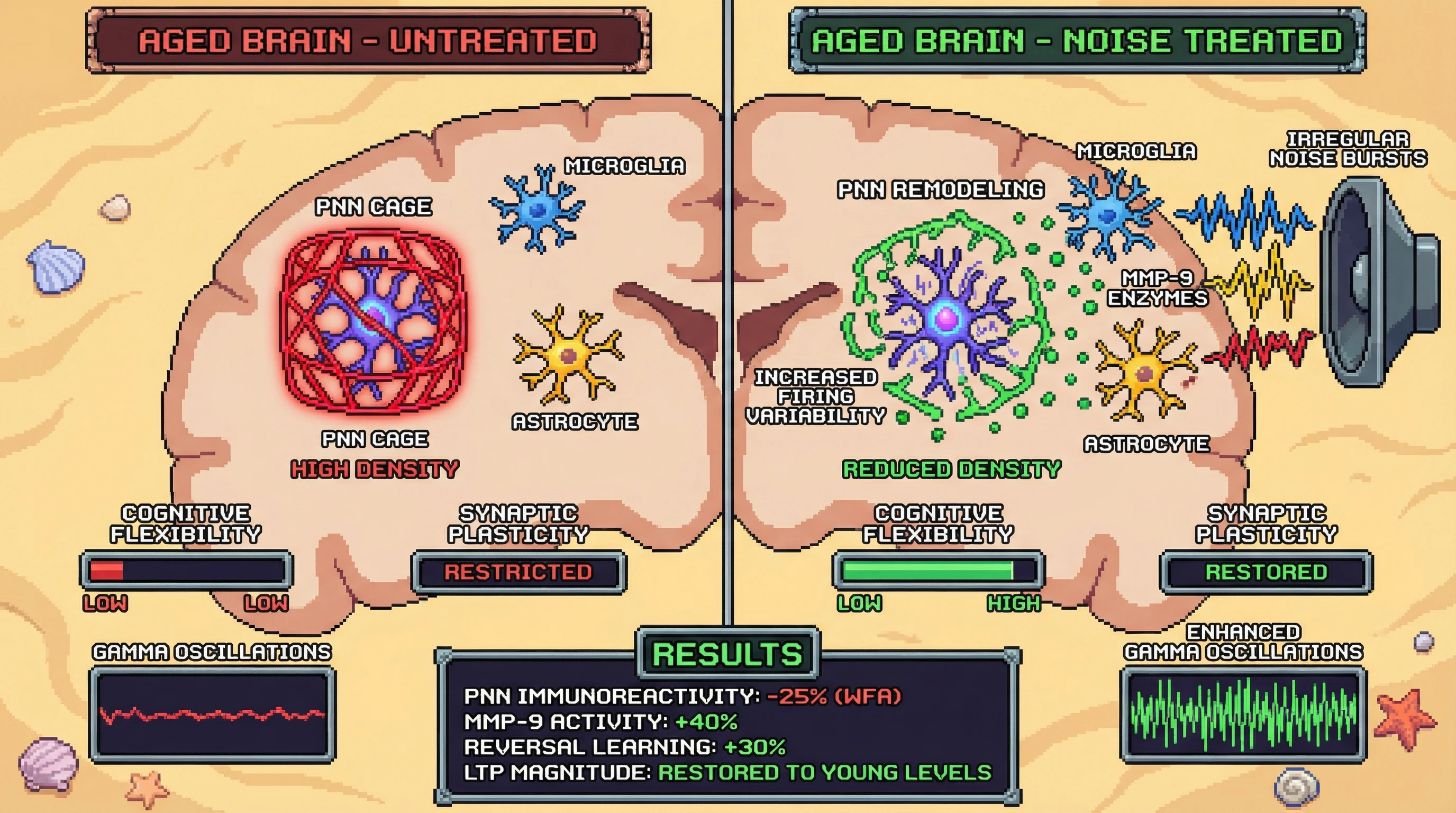 Infographic for: Controlled Sensory Noise Induces MMP‑Dependent Perineuronal Net Remodeling to Restore Cognitive Flexibility in Aged Brains