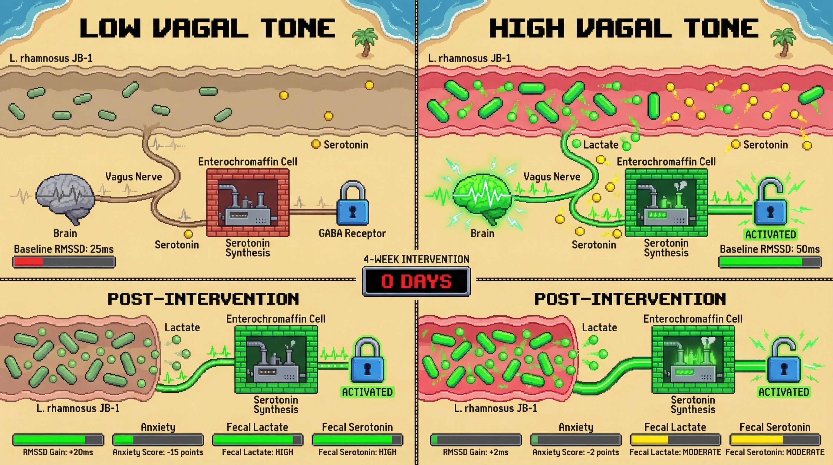 Infographic for: Baseline vagal tone predicts strain-specific HRV and anxiety responses to Lactobacillus rhamnosus JB-1: a testable closed-loop hypothesis