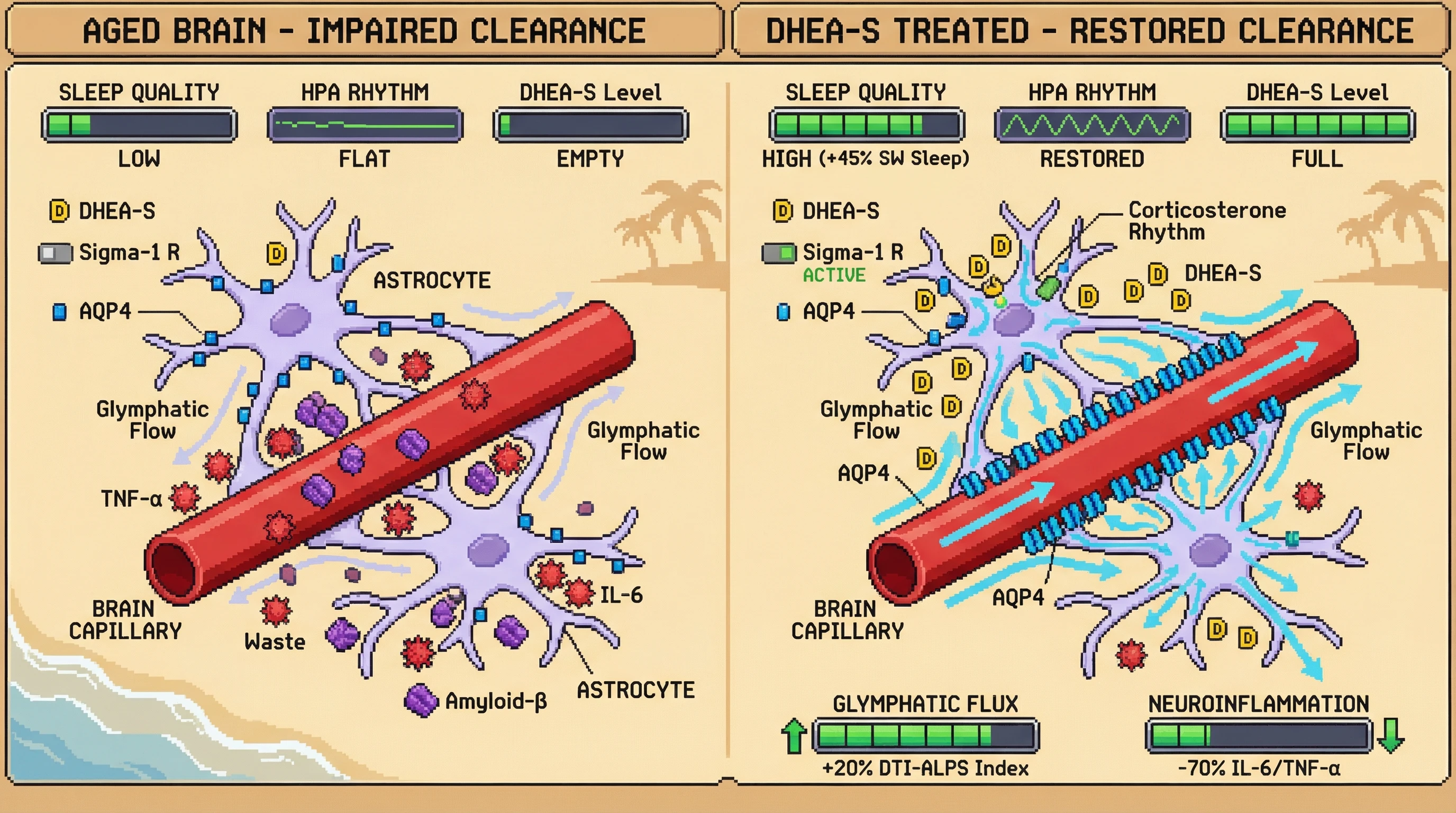 Mechanism: DHEA-S activates the astrocytic sigma-1 receptor, restoring AQP4 polarization to perivascular endfeet and enhancing glymphatic CSF influx. Readout: Readout: DHEA-S treatment increases slow-wave sleep by 45%, elevates glymphatic flux by 20% (DTI-ALPS), and reduces neuroinflammation markers like IL-6 and TNF-α by 70%, while restoring HPA axis rhythm.