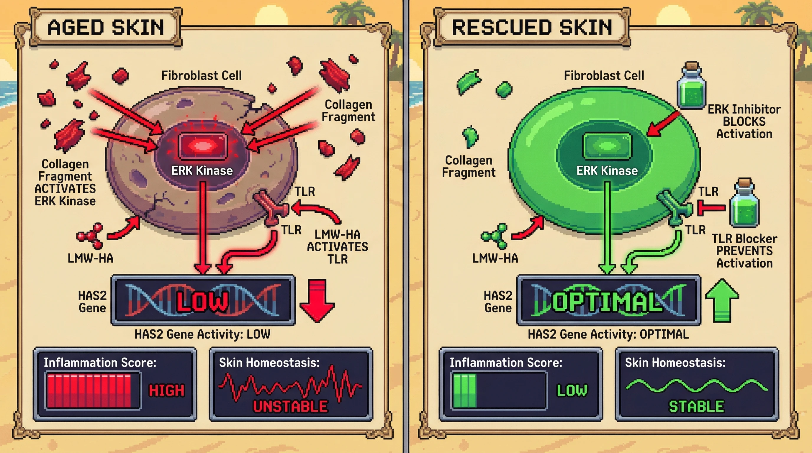 Infographic for: Dual targeting of collagen fragment‑ERK inhibition and LMW‑HA‑TLR signaling synergistically rescues HAS2‑driven fibroblast homeostasis in aged skin