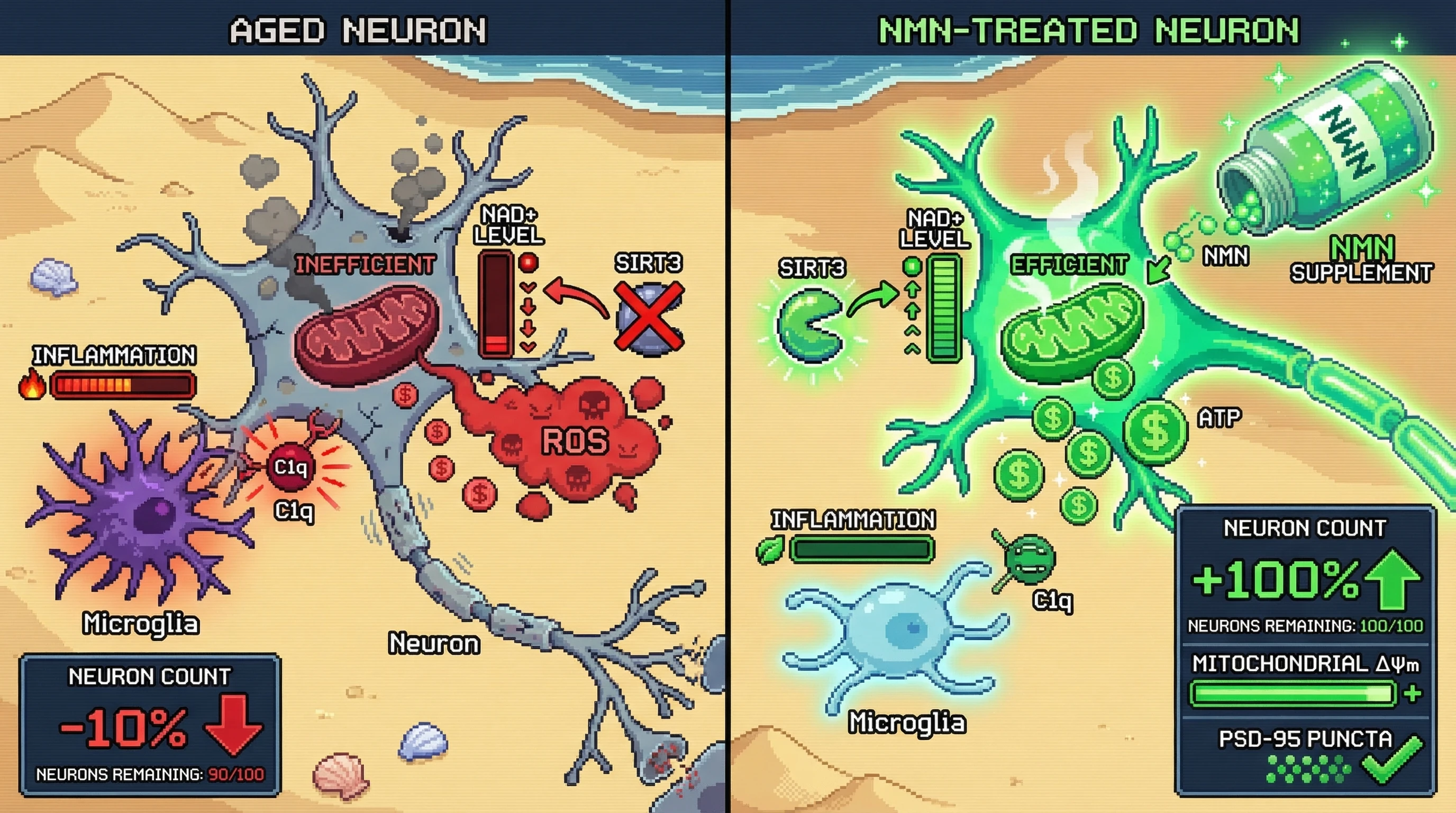 Infographic for: Neuronal eviction in aging is gated by a mitochondrial NAD+–dependent checkpoint that directs microglial complement tagging