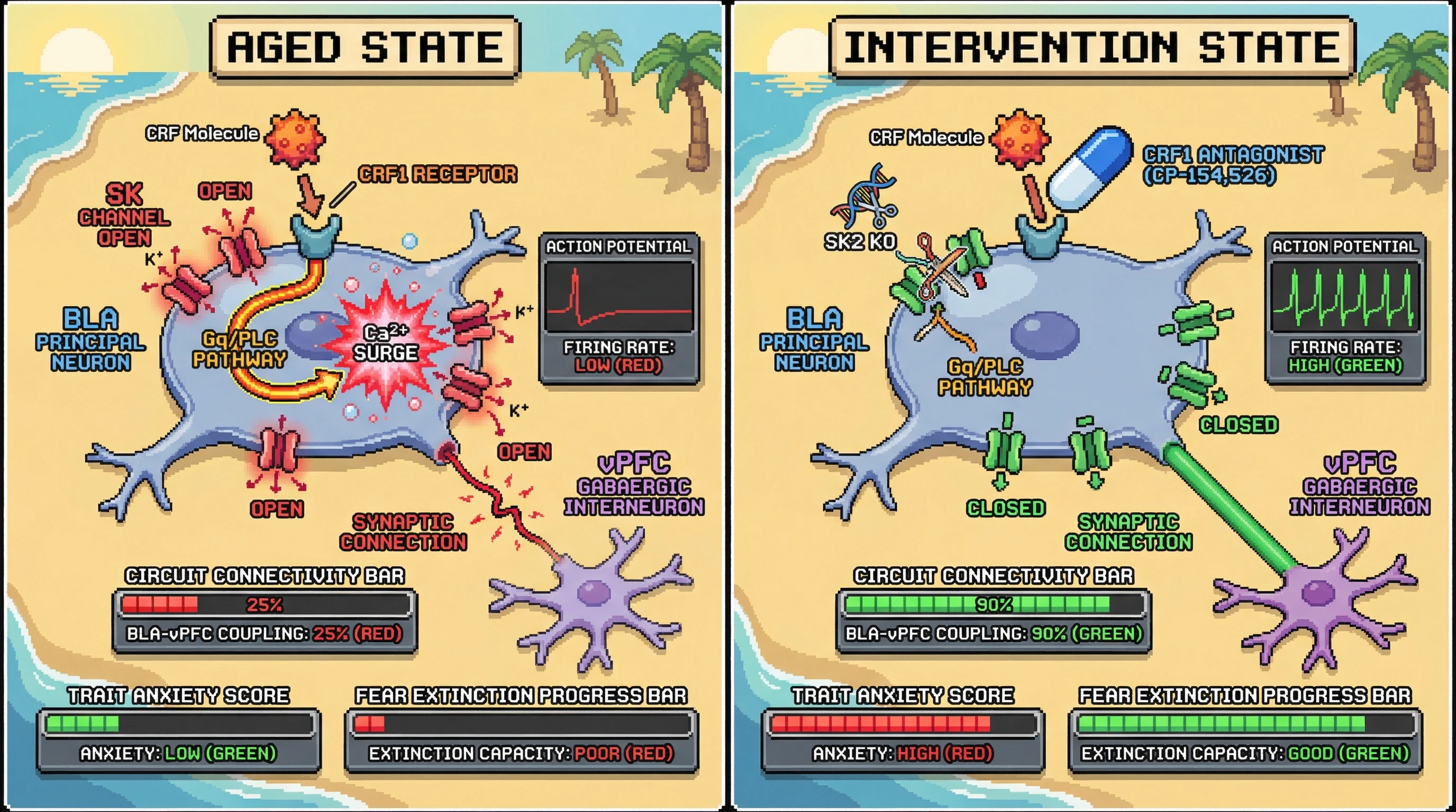 Infographic for: CRF-SK Channel Crosstalk Mediates Age‑Dependent Amygdala Decoupling and Extinction Resilience