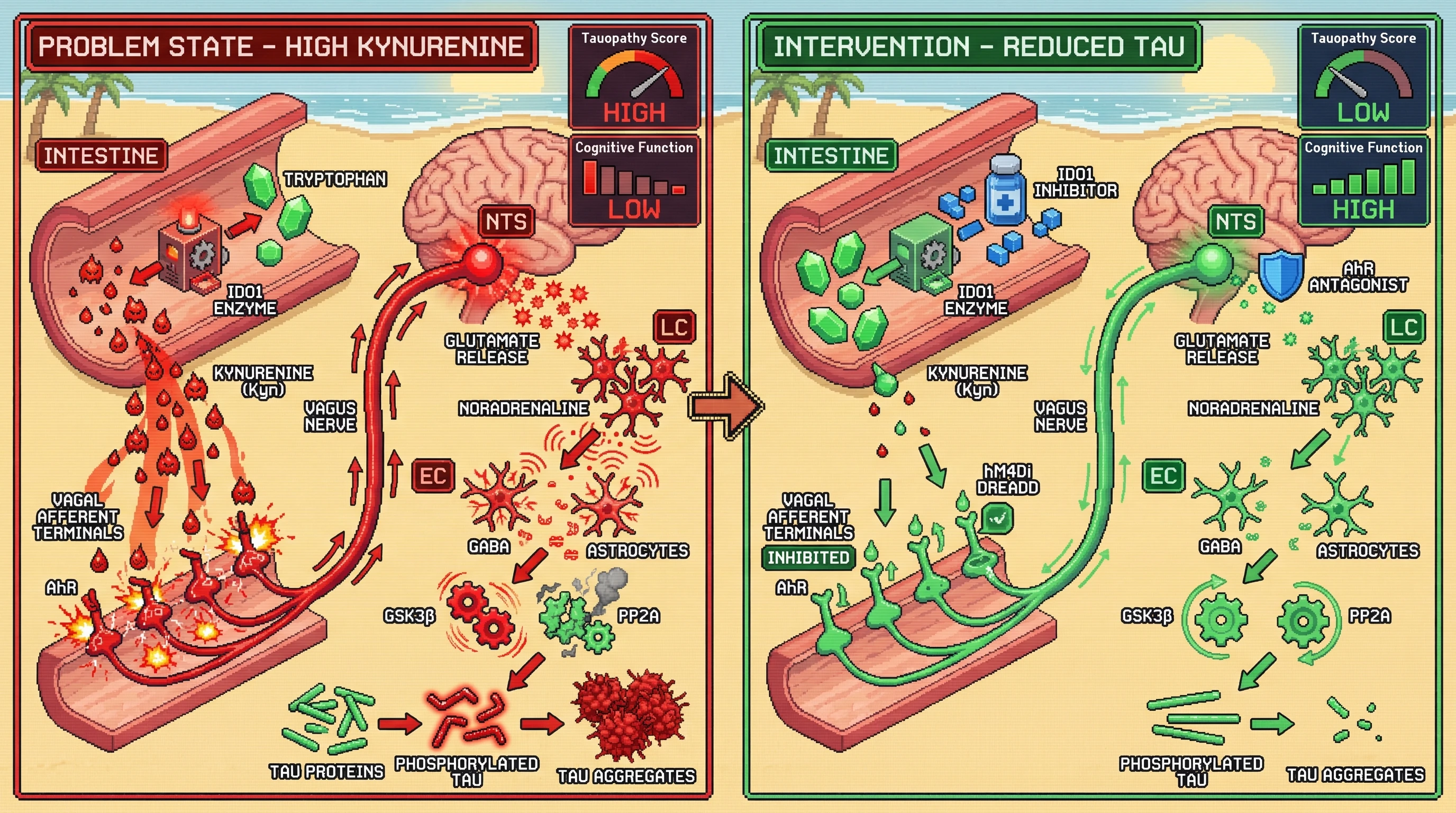 Infographic for: Gut‑Derived Kynurenine Travels Via Vagal Afferents to Seed Tau in the Entorhinal Cortex