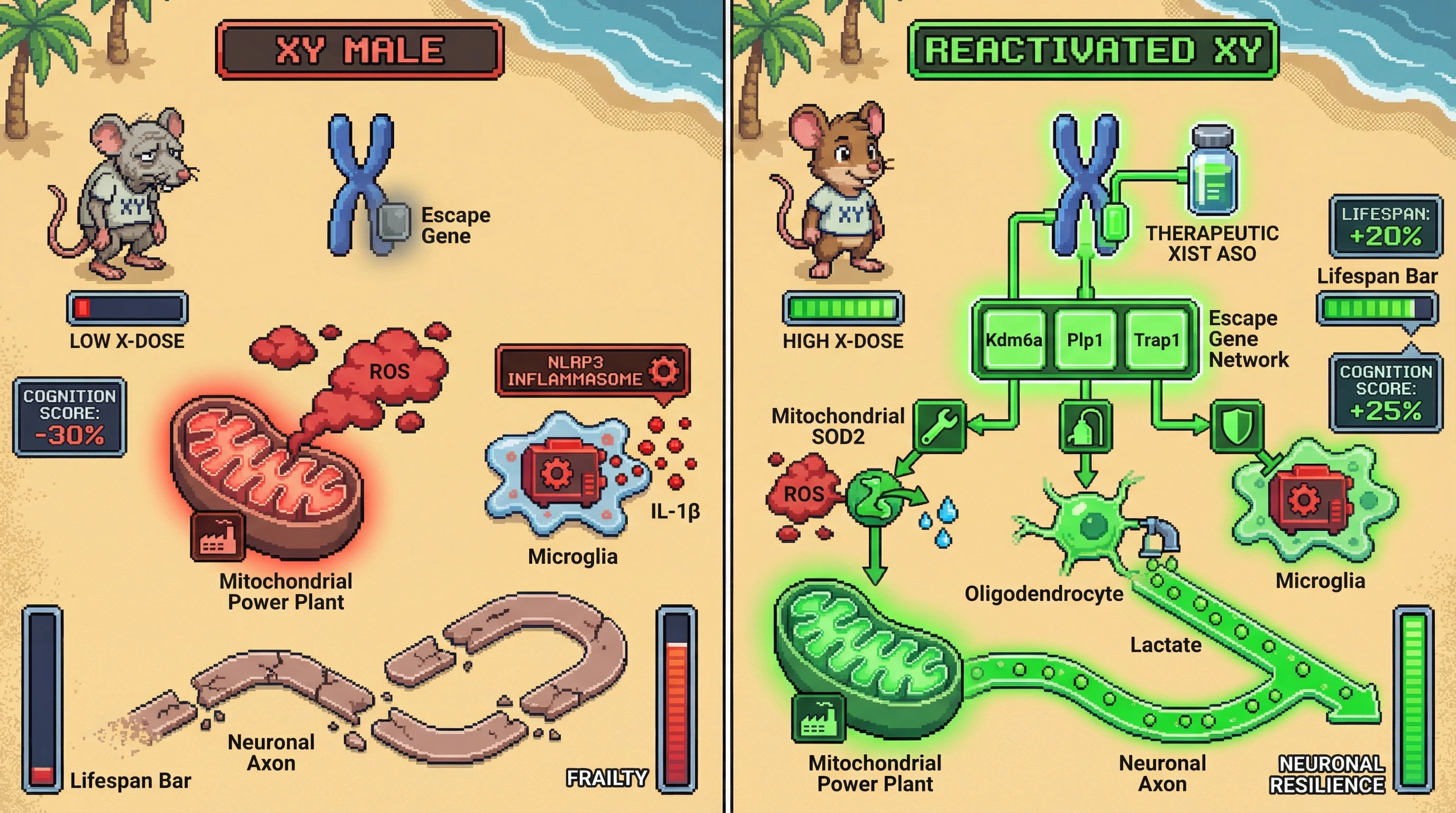 Infographic for: Reactivating Specific X Chromosome Escape Genes Enhances Mitochondrial Proteostasis and Neuroglial Support to Extend Lifespan