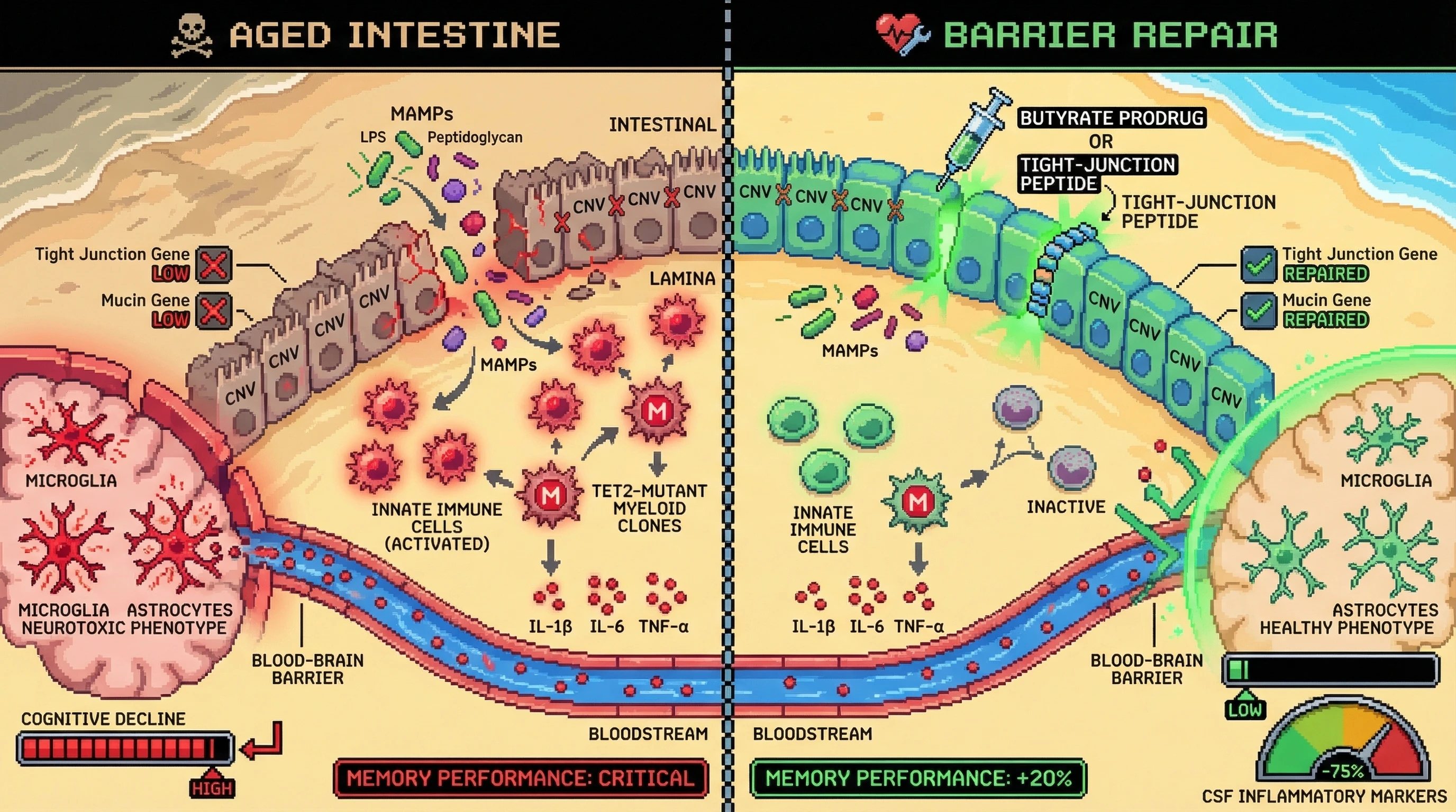 Mechanism: Intestinal CNVs disrupt the gut barrier, leading to MAMP-driven immune clonal expansion and neuroinflammation. Readout: Readout: Barrier repair intervention reduces MAMP translocation, attenuates myeloid clone expansion, and improves 'Memory Performance: +20%' with 'CSF Inflammatory Markers: -75%'.