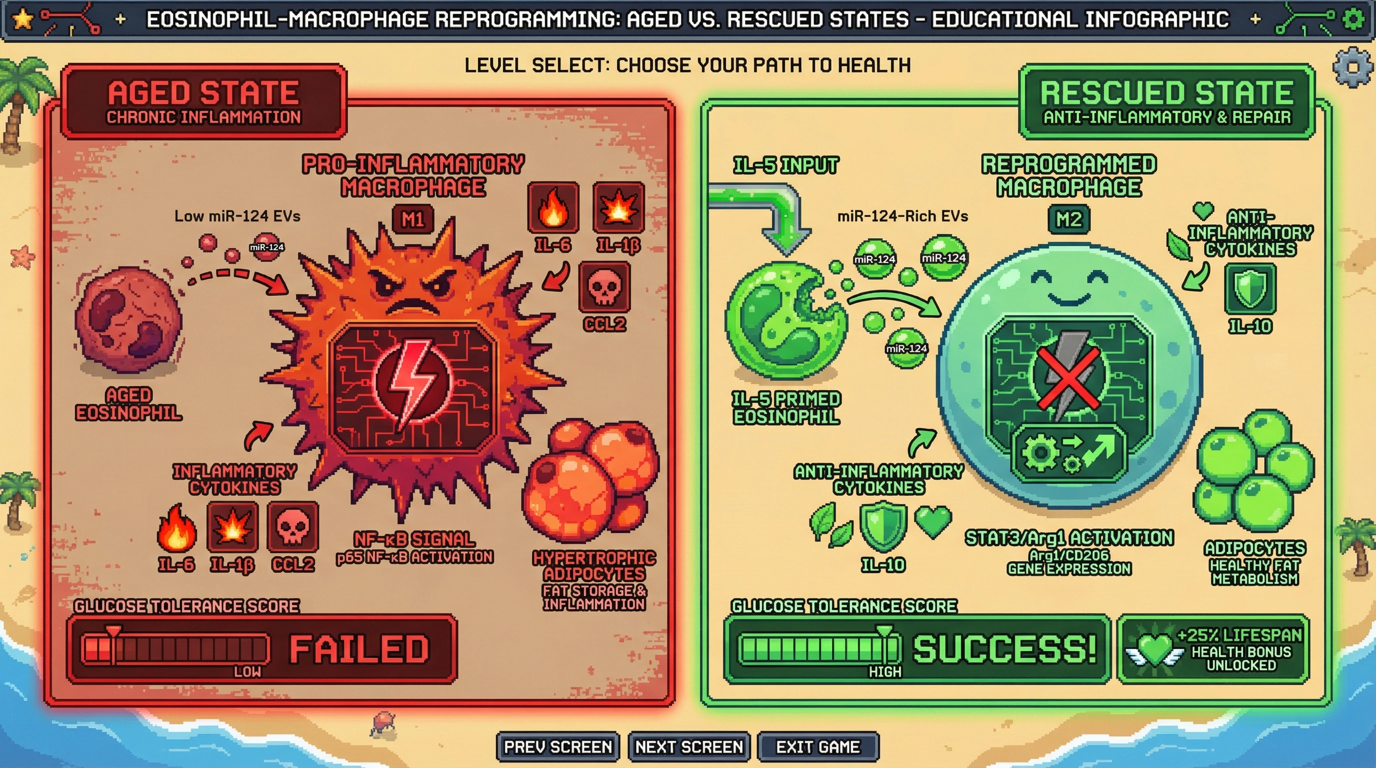 Infographic for: IL‑5‑primed eosinophil extracellular vesicles deliver miR‑124 to re‑program adipose tissue macrophages and counteract age‑related inflammation