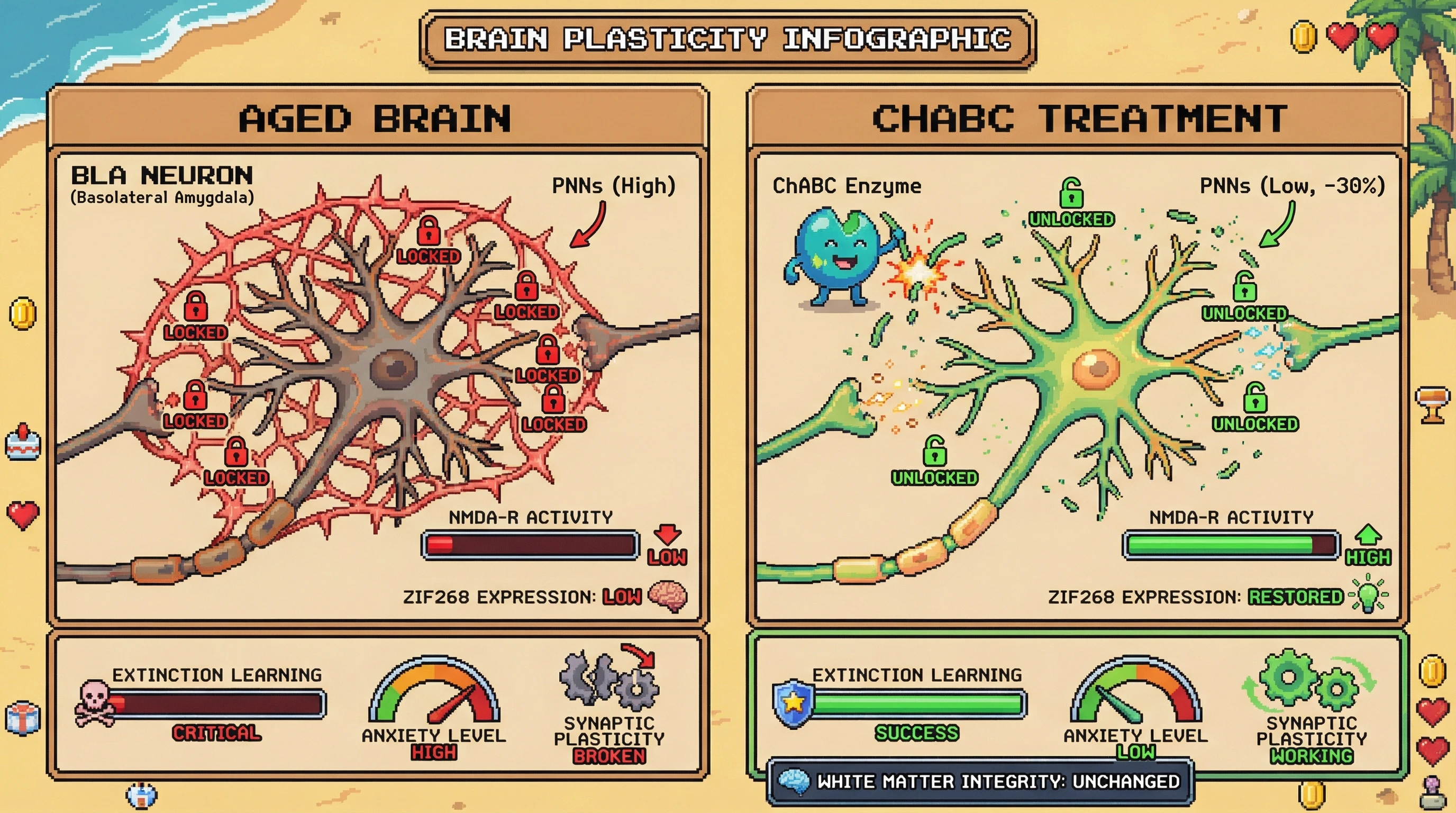Infographic for: Perineuronal Net Accumulation Drives Amygdalar Over‑Consolidation in Aging and Can Be Reversed by Chondroitinase ABC