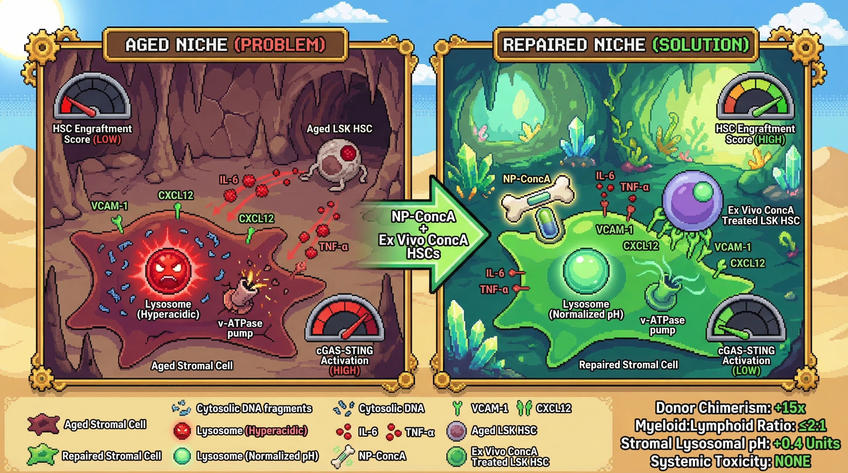 Infographic for: Bisphosphonate-nanoparticle-targeted local Concanamycin A delivery selectively repairs aged bone marrow niche lysosom...