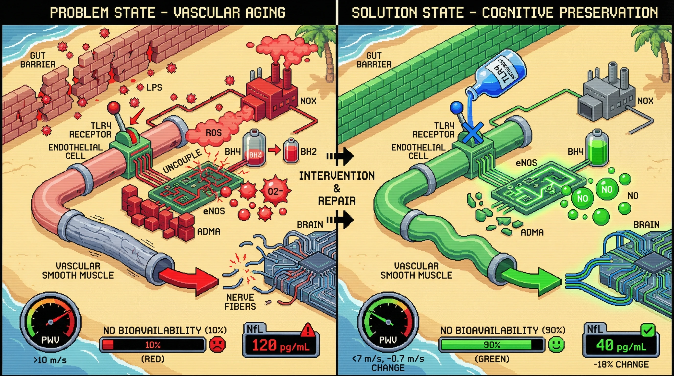 Infographic for: Gut-Derived Endothelial TLR4 Activation Drives eNOS Uncoupling and Arterial Stiffness, Linking Microbiome Dysbiosis to Vascular Aging and Cognitive Decline