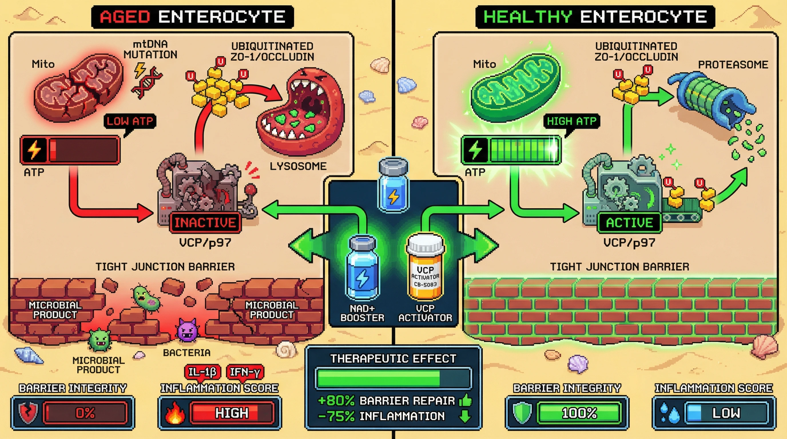 Infographic for: Mitochondrial ATP Depletion Drives Post‑Translational Collapse of Intestinal Tight Junctions via VCP‑Dependent Proteostasis Failure