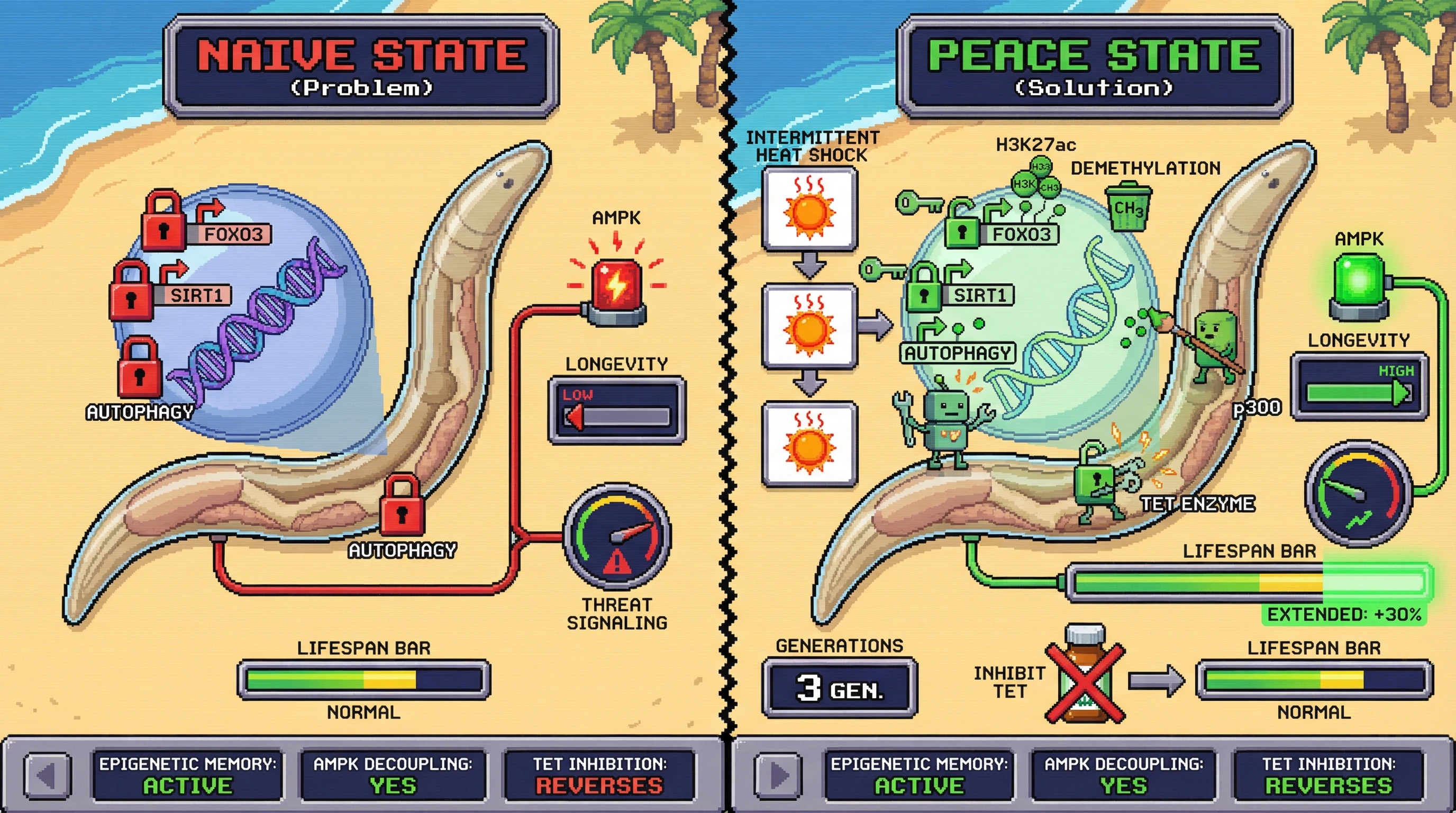 Infographic for: Hormetic Preconditioning Establishes an Epigenetic Peace State That Decouples Longevity from Threat Signaling