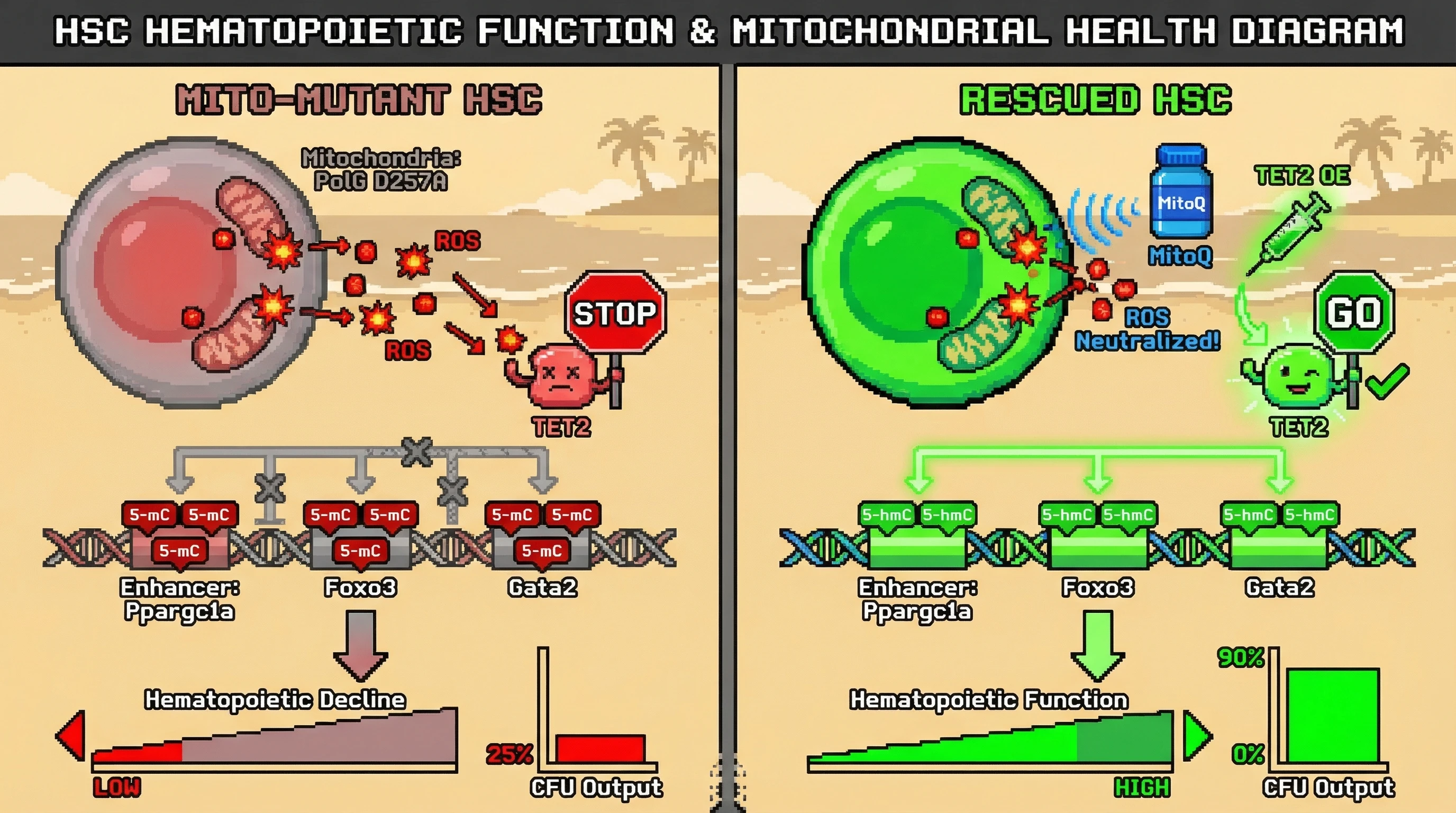 Mechanism: Mitochondrial DNA mutations (PolG D257A) in HSCs elevate ROS, which inhibits TET2 enzyme activity, leading to hypermethylation and inaccessibility at key enhancers. Readout: Readout: This process causes hematopoietic decline, but MitoQ or TET2 overexpression restores chromatin accessibility and improves CFU output from 25% to 90%.