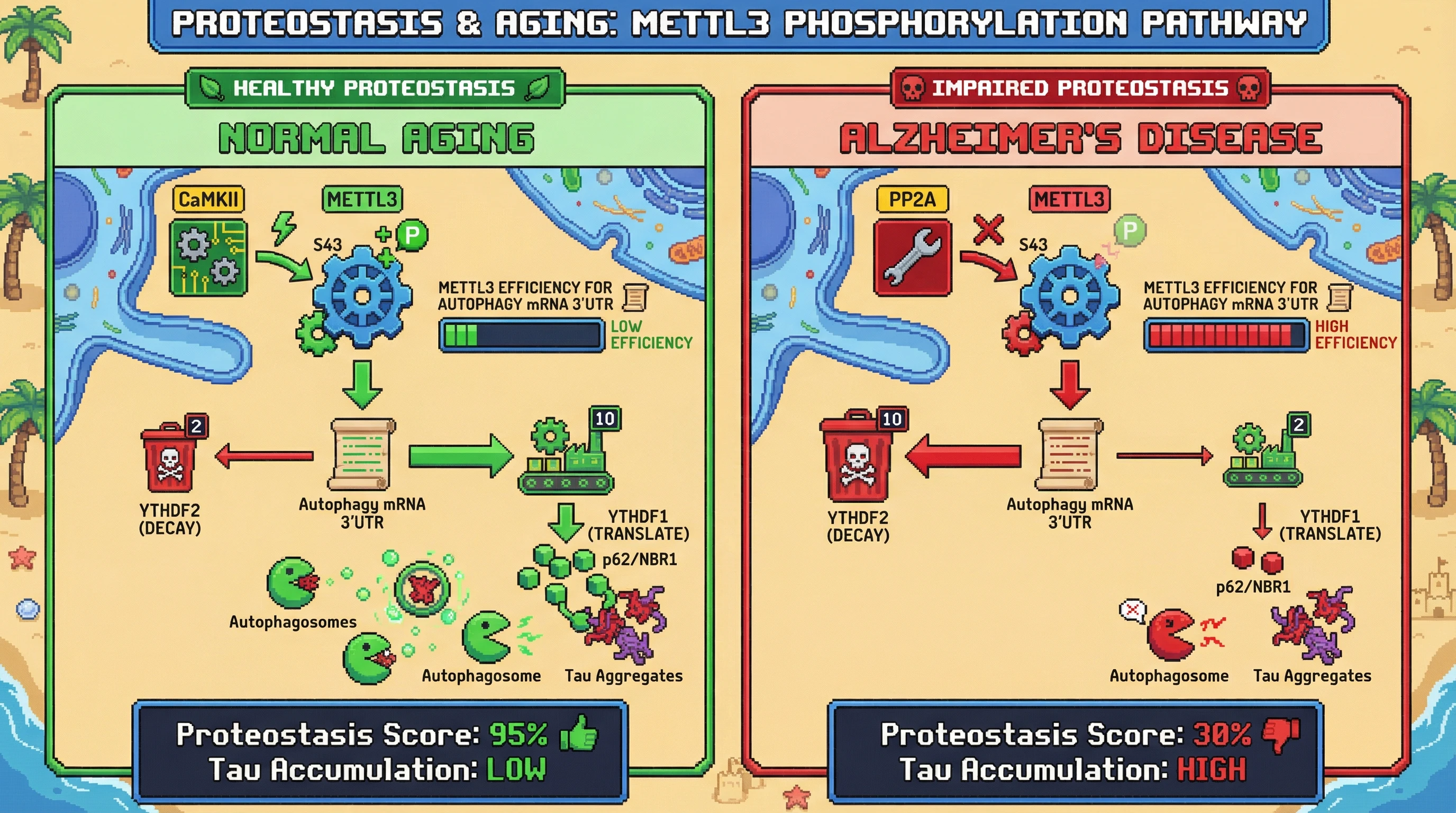 Infographic for: Activity-dependent phosphorylation of METTL3 dictates age‑dependent m6A remodeling of autophagy‑related transcripts in neurons
