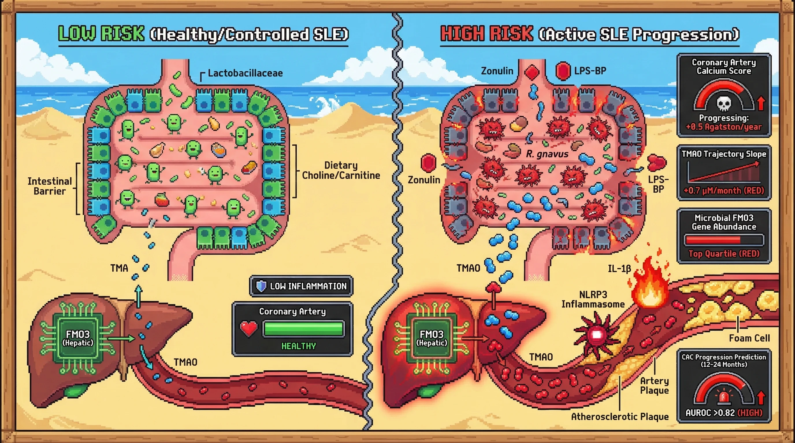 Mechanism: In active SLE, gut dysbiosis and barrier dysfunction increase TMA, which hepatic FMO3 converts to TMAO, promoting NLRP3 inflammasome activation and foam cell formation in plaques. Readout: Readout: High TMAO trajectory slope and microbial FMO3 gene abundance predict Coronary Artery Calcium score progression 12-24 months in advance with an AUROC 0.82.