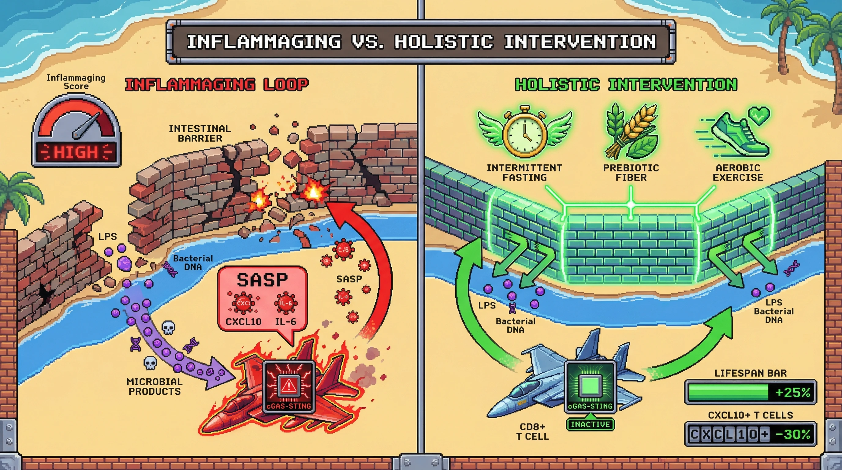 Mechanism: Persistent gut barrier leakage drives cGAS-STING activation in T cells, leading to a senescent phenotype that further damages the barrier. Readout: Readout: Holistic interventions strengthen the barrier, reducing microbial products and cGAS-STING activation, decreasing CXCL10+ T cells by 30% and improving lifespan.