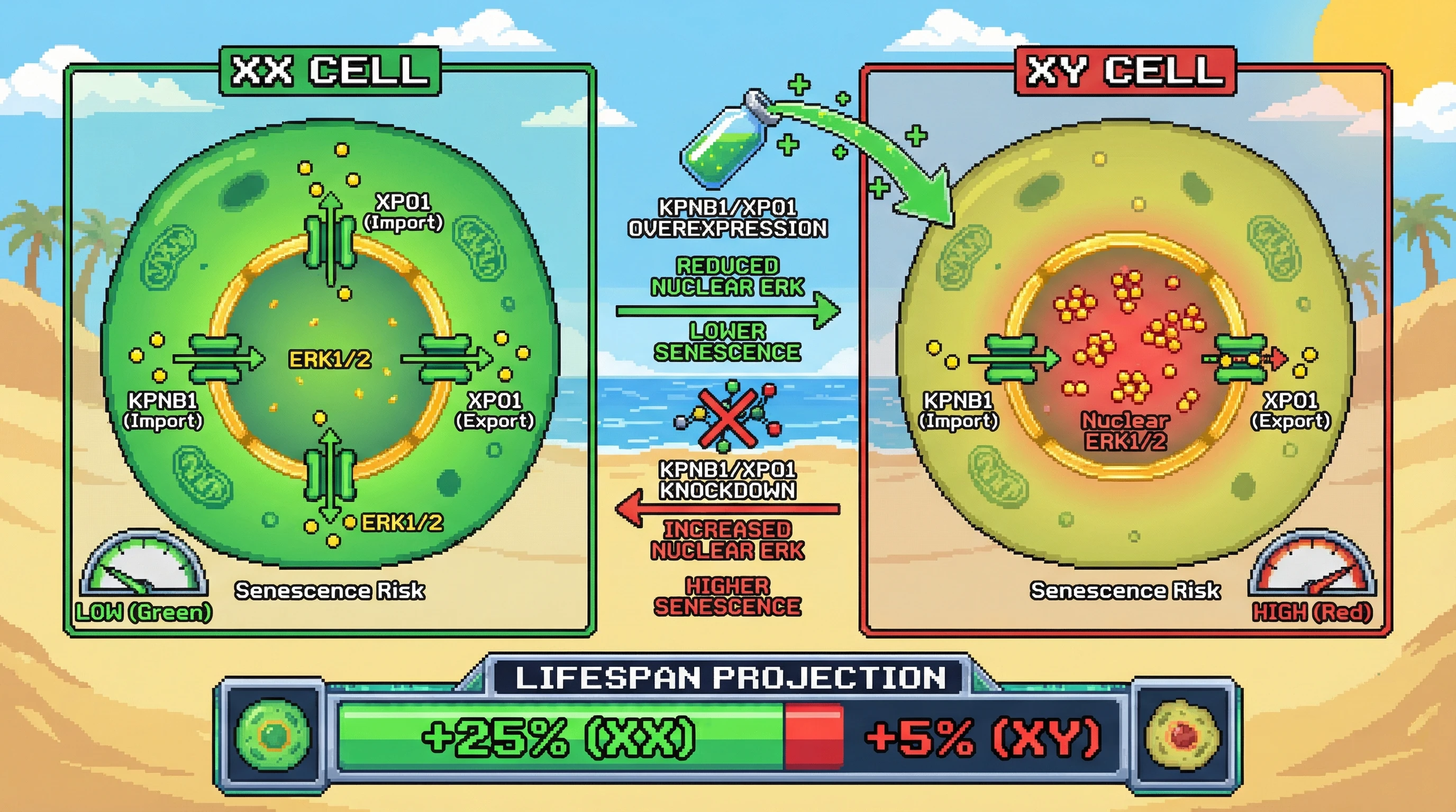 Infographic for: X‑linked escapees regulate ERK nucleocytoplasmic shuttling to create sex‑dependent senescence thresholds