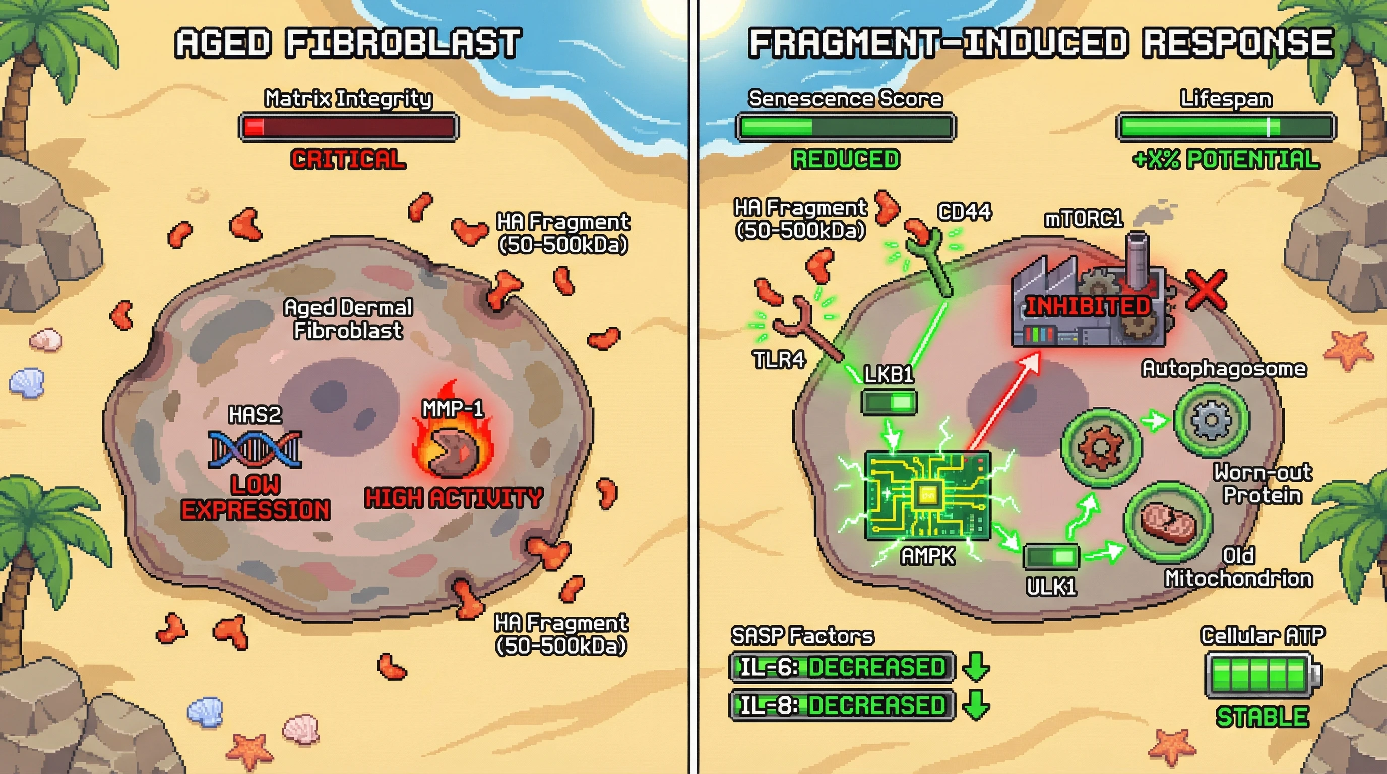 Infographic for: HA Fragment SizeDetermines a Siege-Like Autophagy Response in Aged Dermal Fibroblasts via TLR4/CD44‑AMPK‑mTOR Signaling