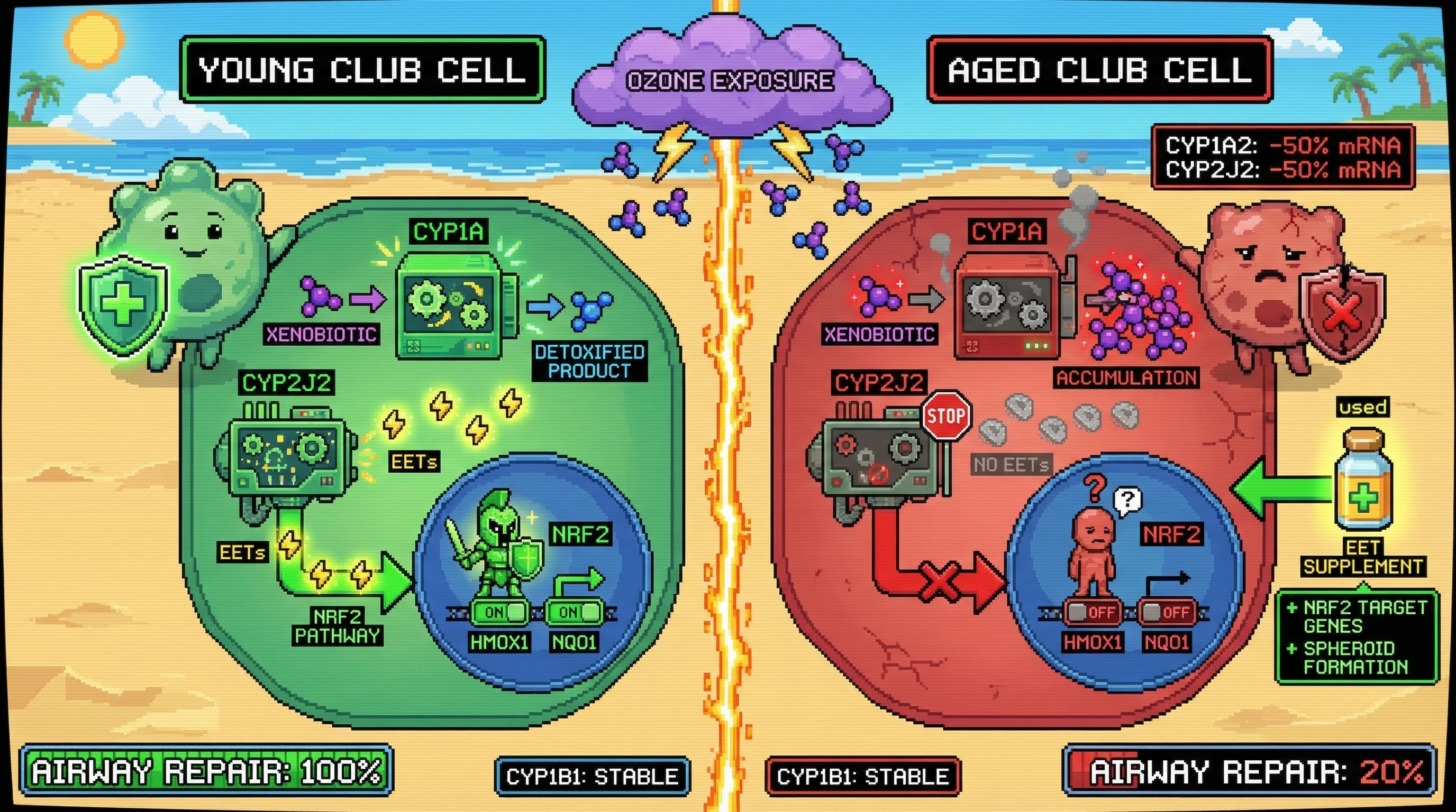 Mechanism: Aged club cells lose CYP1A and CYP2J2 expression, disrupting the essential CYP-EET-NRF2 antioxidant and detoxification feedback loop required for airway repair. Readout: Readout: This leads to impaired NRF2 activity, reduced antioxidant gene expression (HMOX1, NQO1), and a significant decrease in airway regeneration capability after injury.