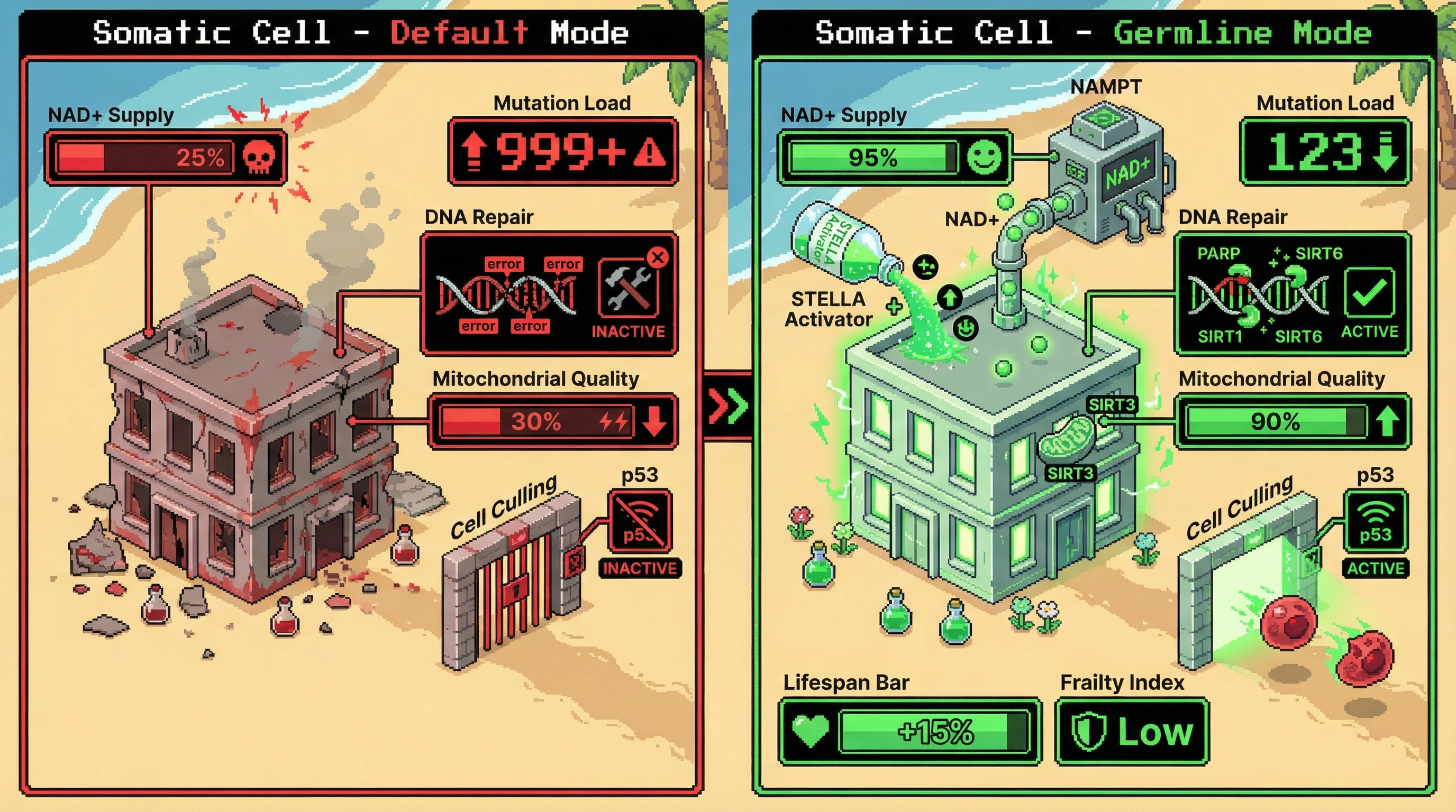 Infographic for: NAD+ Boost Coupled with Germline‑Like Selection Restores Somatic Genome Fidelity