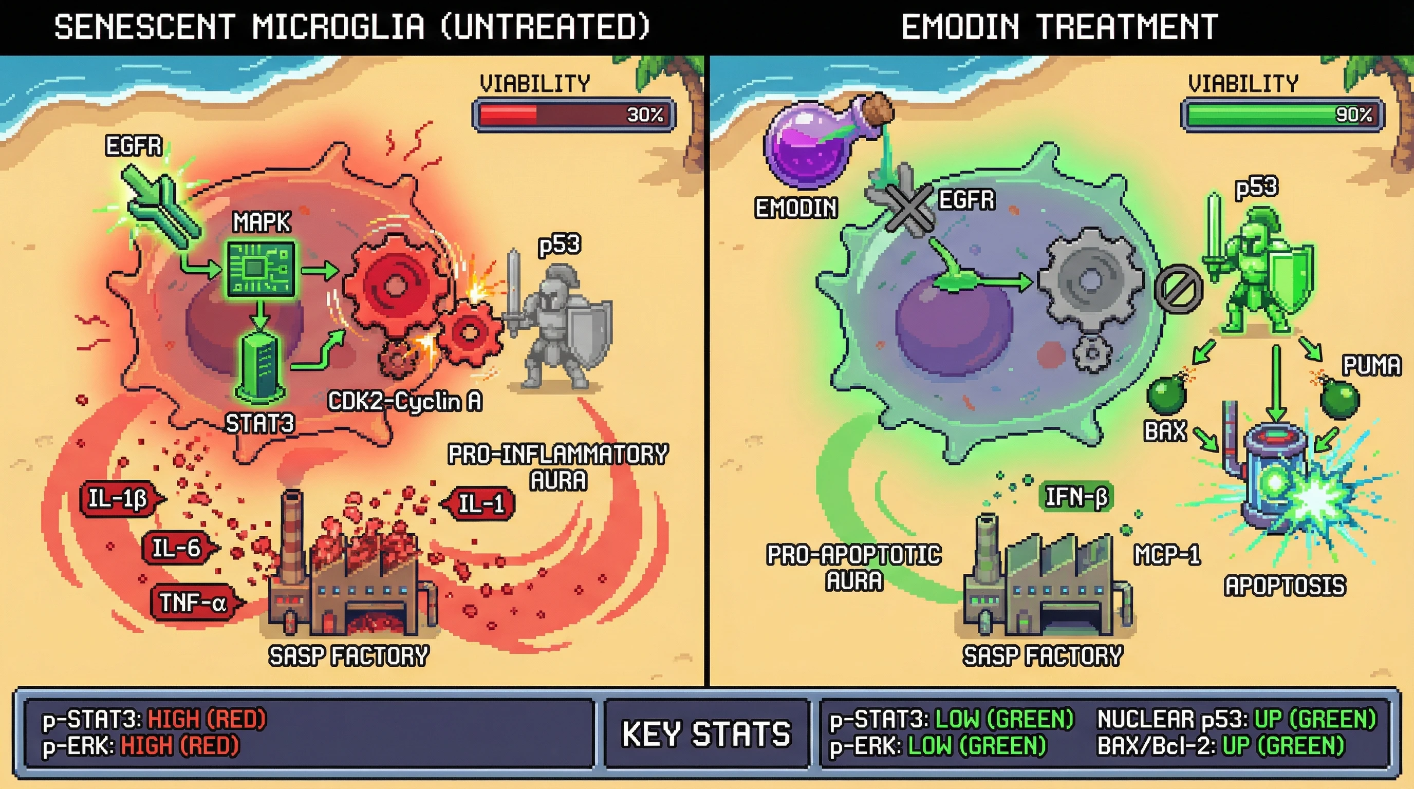 Infographic for: Emodin as a selective senolytic for microglia via EGFR/CDK2‑mediated SASP reprogramming