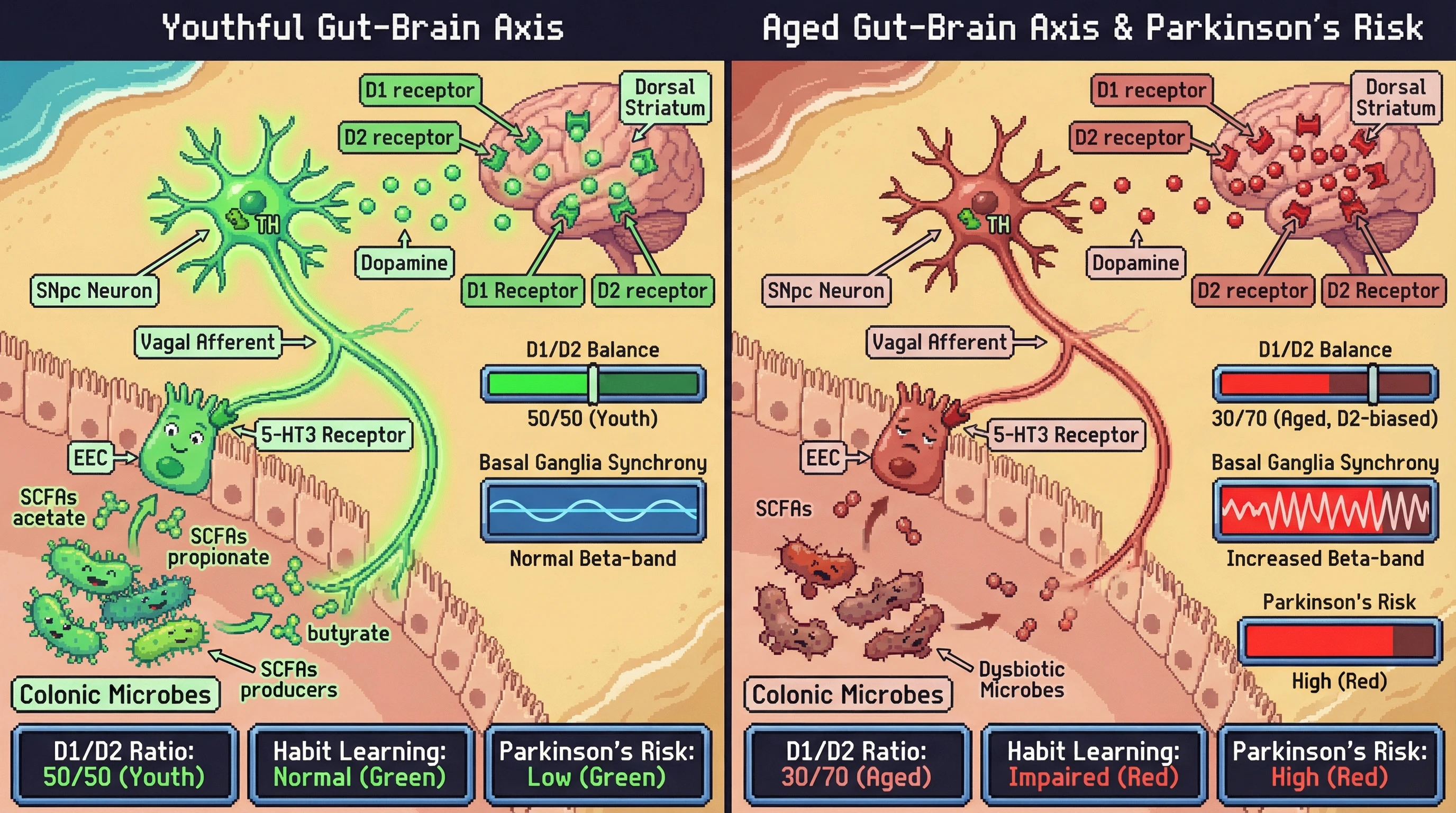 Infographic for: Gut-derived short-chain fatty acids bias striatal D1/D2 receptor balance through vagal afferent signaling, positioning the intestine as the upstream driver of basal ganglia aging