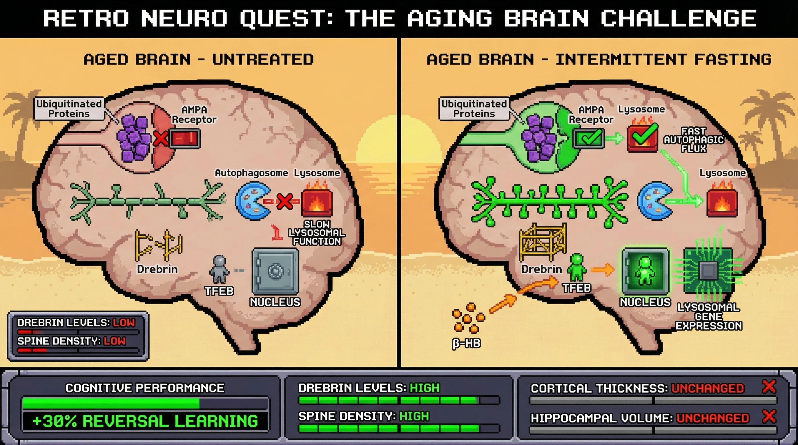 Infographic for: Controlled Metabolic Uncertainty Restores Synaptic Plasticity in Aging Brains by Boosting Autophagic Flux Without Reversing Structural Atrophy