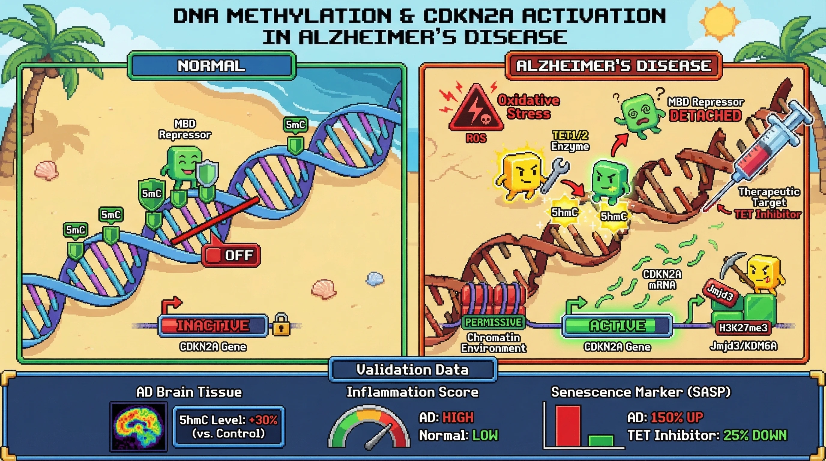 Infographic for: Oxidative conversion of CDKN2A/B promoter methylation to 5‑hydroxymethylcytosine drives aberrant expression in Alzheimer’s disease