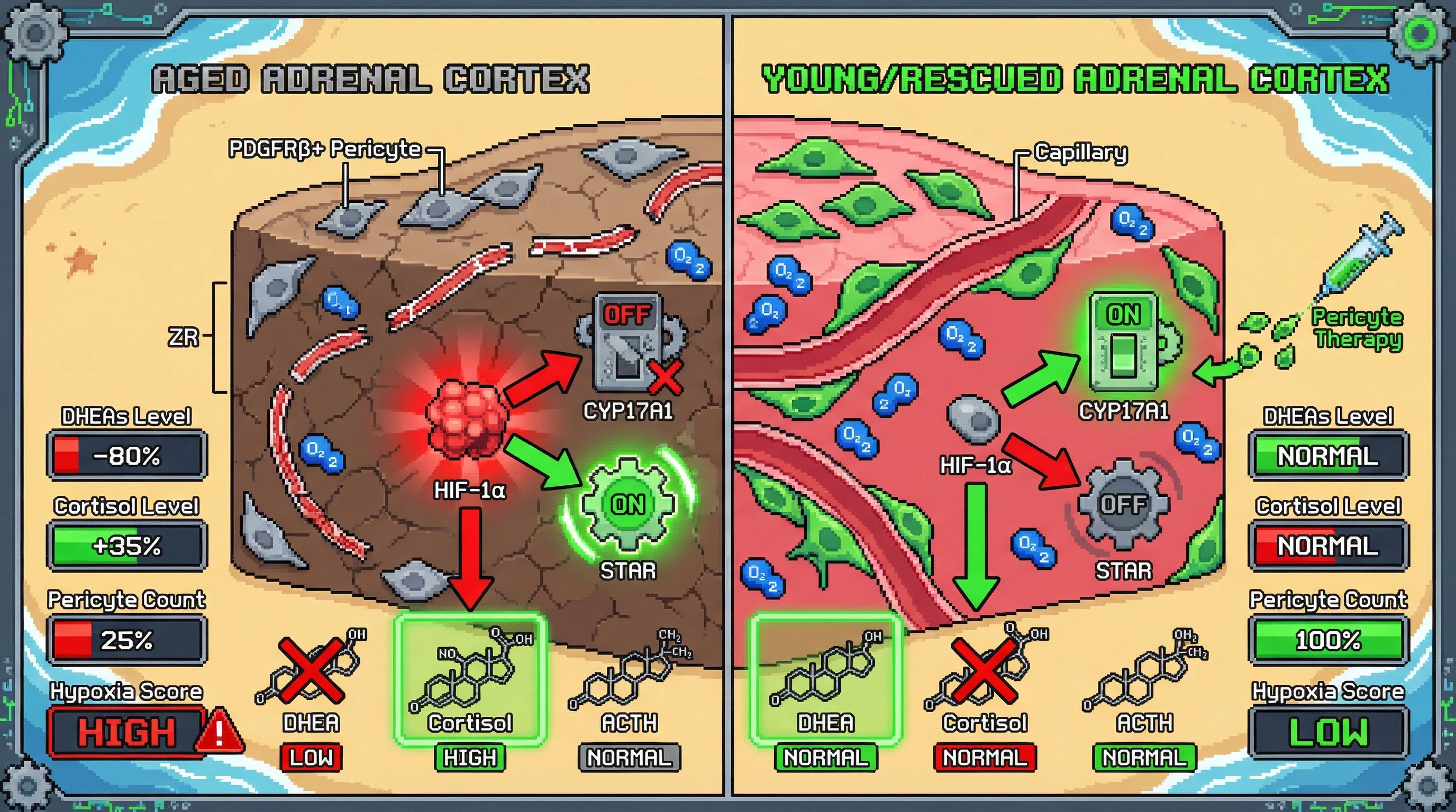 Infographic for: Pericyte Loss‑Driven Zonal Hypoxia Explains Selective DHEA Decline and Cortisol Rise in Aging Adrenal Cortex