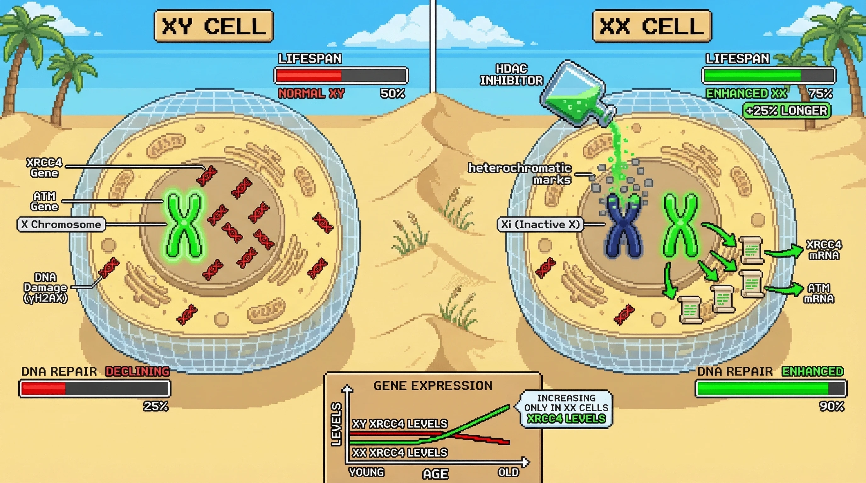 Mechanism: Aging triggers escape from X-chromosome inactivation (Xi) in XX cells, reactivating DNA repair genes like XRCC4 and ATM. Readout: Readout: This leads to enhanced DNA repair capacity and a significantly extended lifespan in XX cells compared to XY cells.