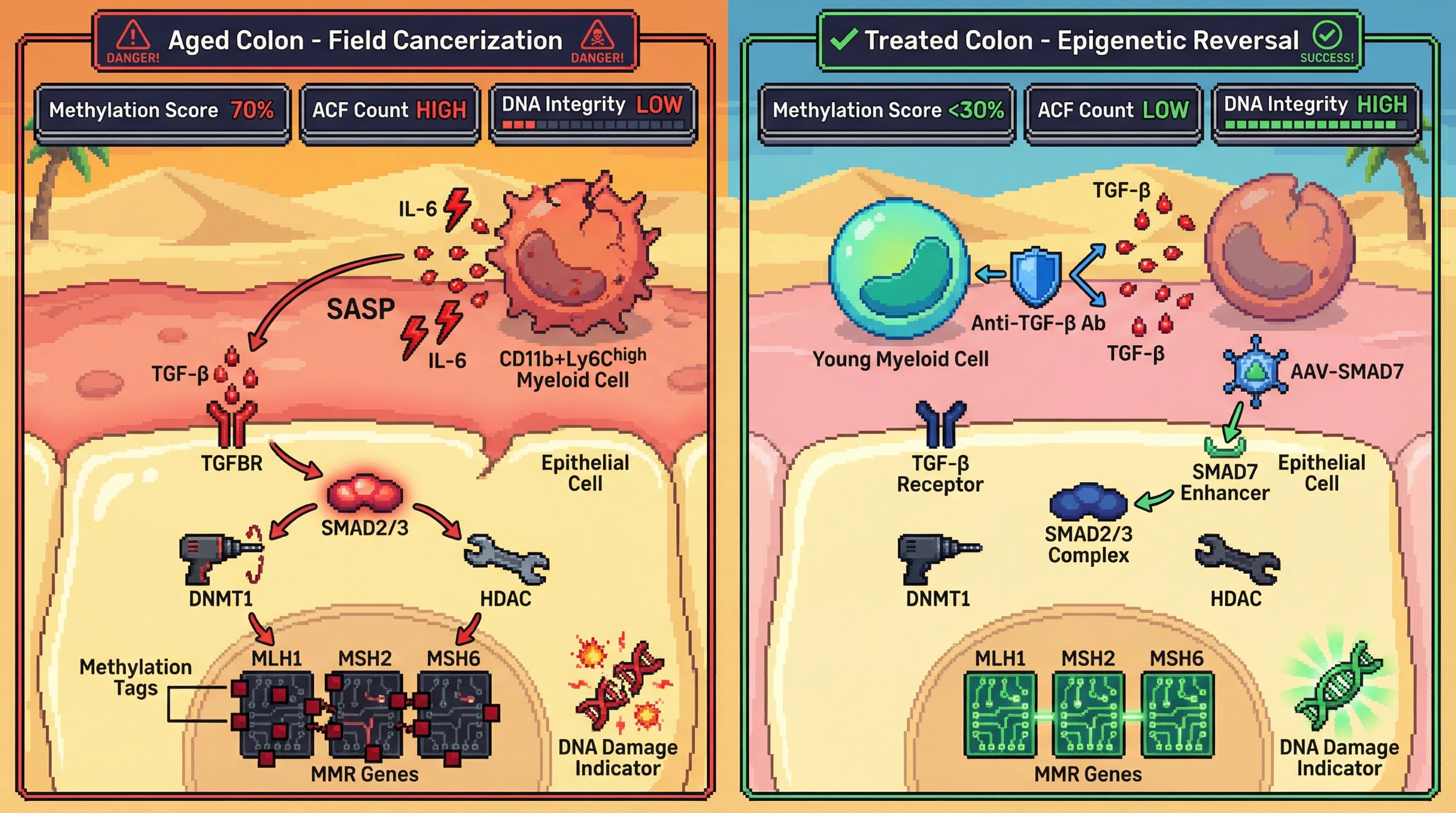 Mechanism: Aged myeloid cells secrete TGF-β, driving epigenetic silencing of MMR genes in epithelial cells via SMAD signaling, leading to field cancerization. Readout: Readout: Interventions like anti-TGF-β antibody or SMAD7 enhancement decrease MLH1 promoter methylation by over 30% and reduce aberrant crypt foci.