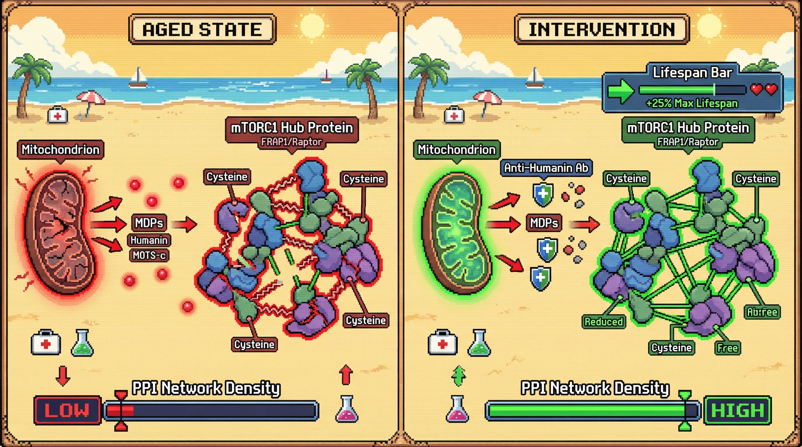 Infographic for: Systemic Mitochondrial-Derived Peptides as Coordinators of Age-Dependent Interactome Remodeling