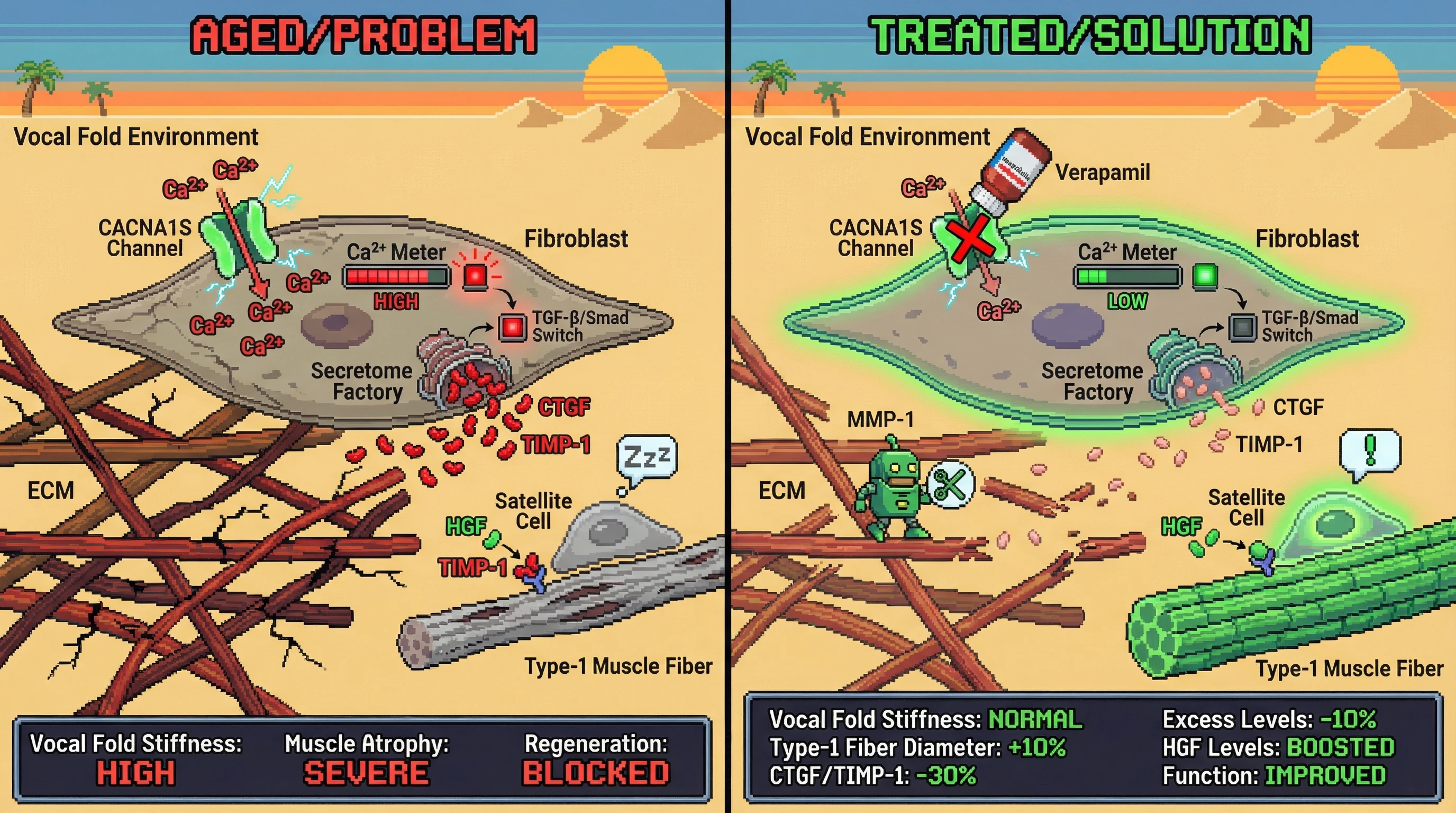 Infographic for: Calcium Channel Mediated ECM Stiffening Drives a Pro‑Fibrotic Secretome that Impairs Thyroarytenoid Regeneration in Aging Vocal Folds