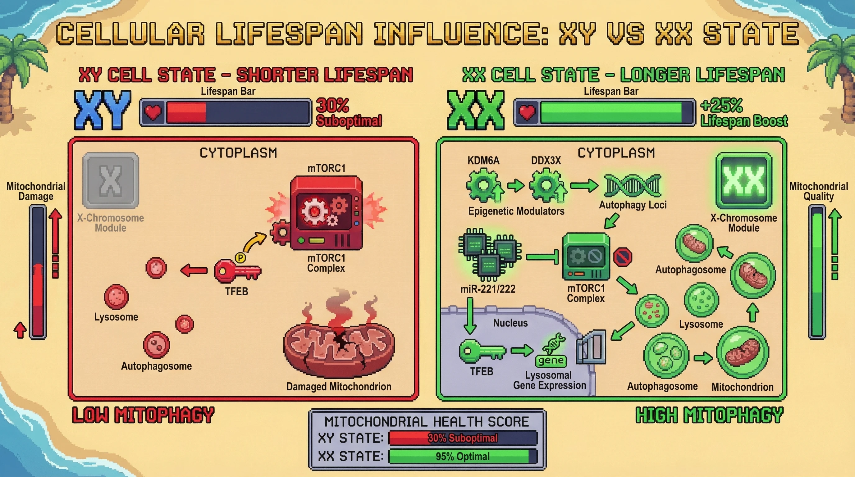 Infographic for: X-Chromosome Dosage Boosts Mitophagy Through TFEB Activation to Extend Lifespan