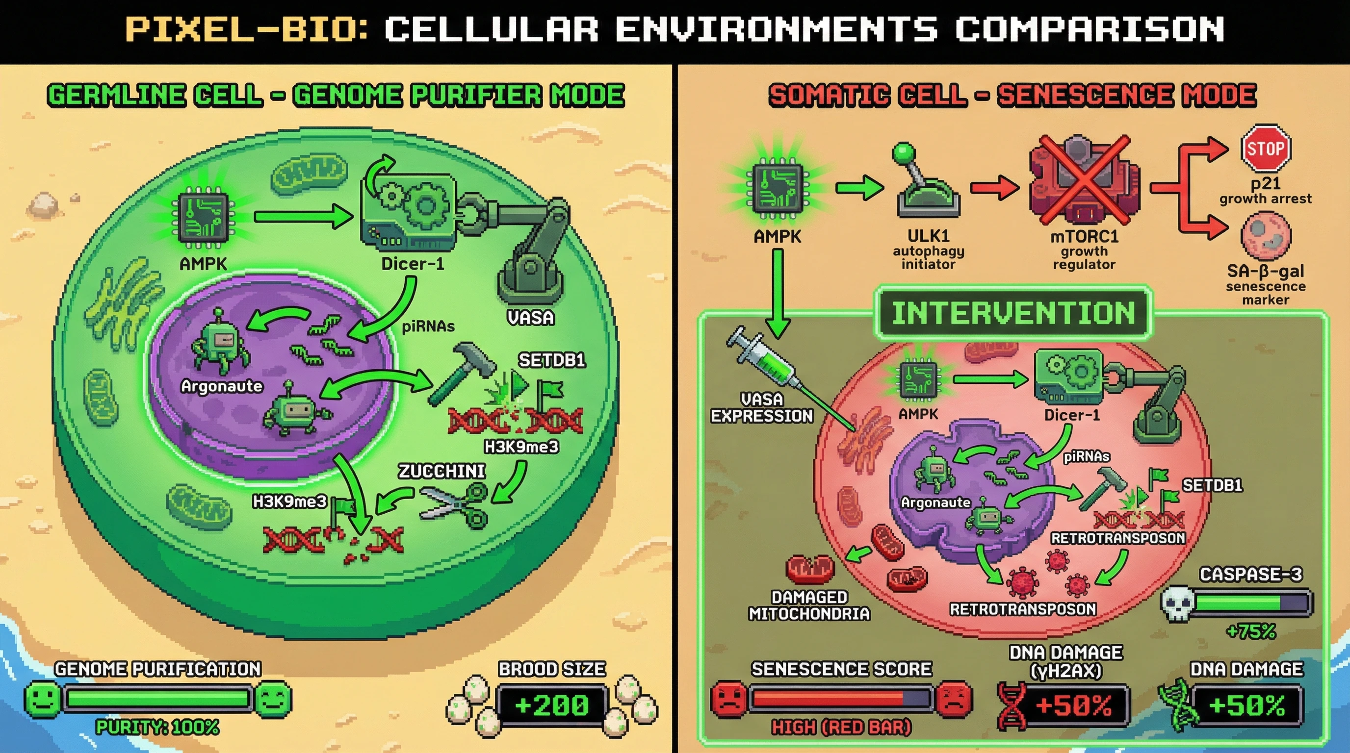 Infographic for: AMPK‑Dicer‑1‑VASA Axis Confers Germline‑Specific Genome Purification via piRNA‑Guided H3K9me3 Deposition