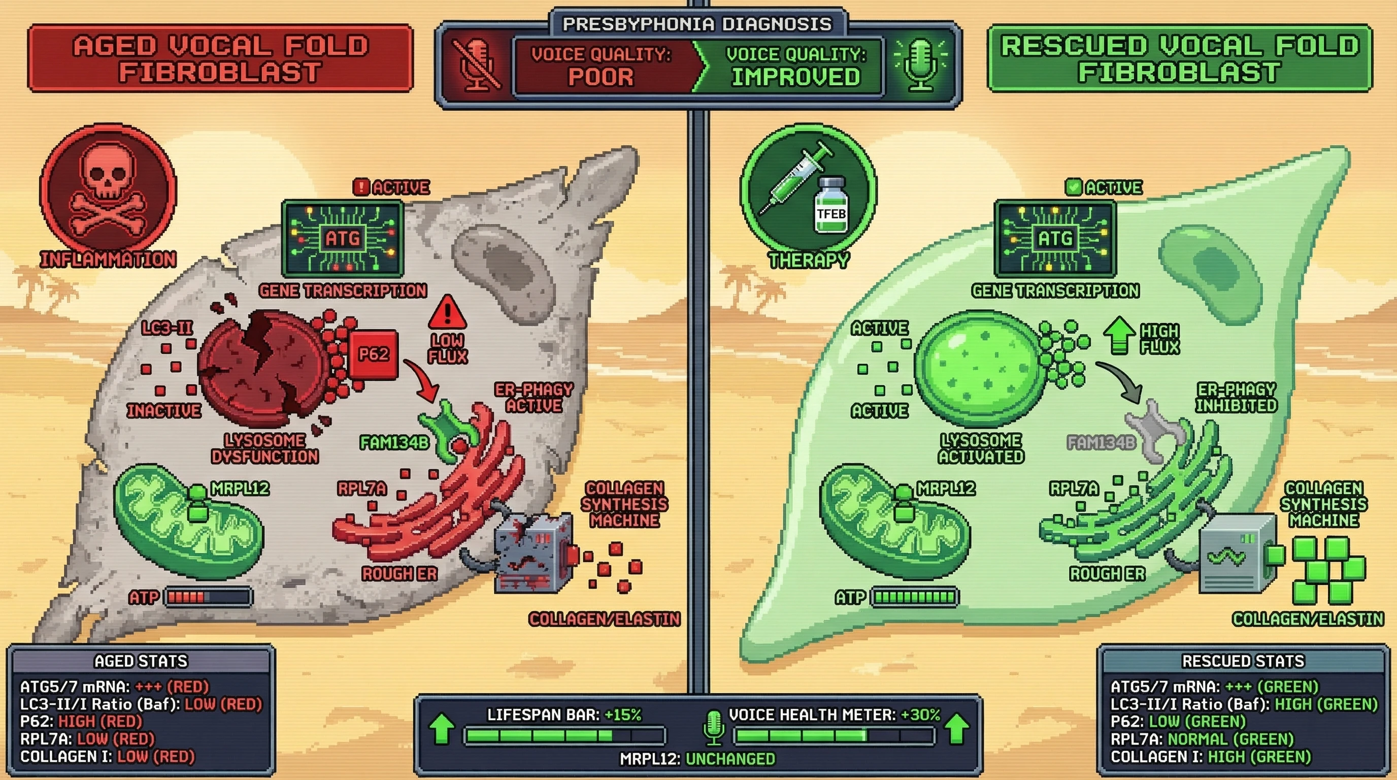Infographic for: Autophagic Rationing Drives Selective Loss of Vocal Fold Biosynthetic Capacity in Presbyphonia