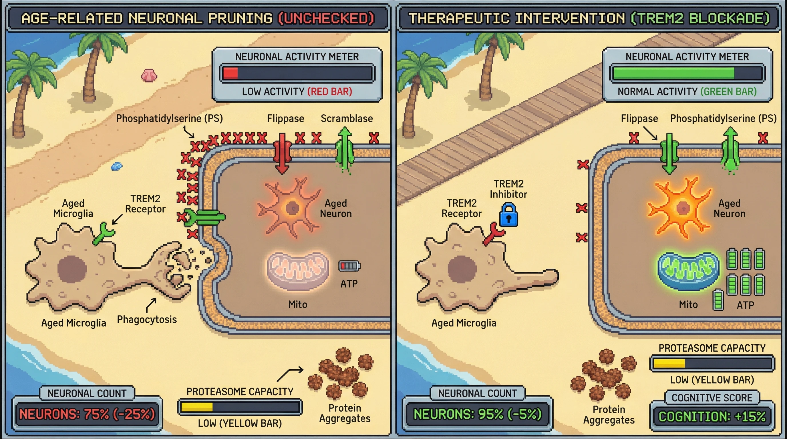 Infographic for: Activity-Dependent Neuronal Tagging Drives Age-Related Pruning Independent of Proteostasis Failure