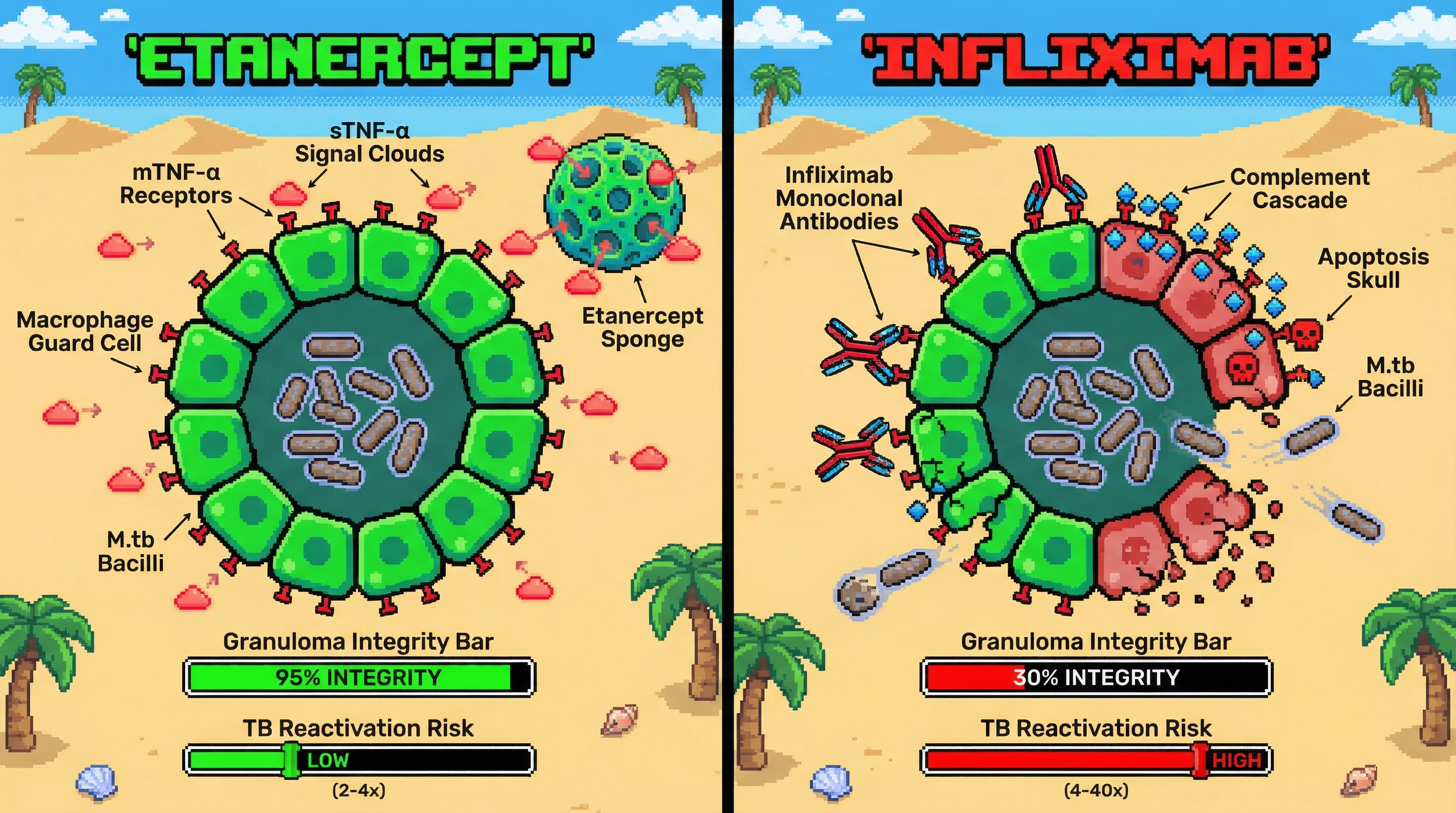Infographic for: Monoclonal Anti-TNF Antibodies Induce Greater Granuloma Dissolution Than Soluble TNF Receptors via Complement-Dependent Macrophage Apoptosis, Explaining Differential TB Reactivation Rates