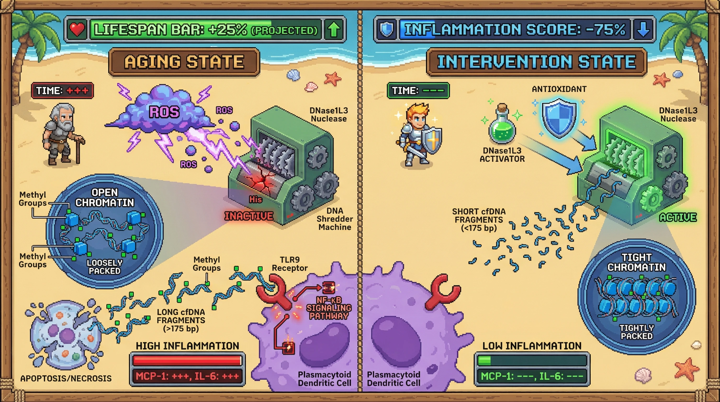 Infographic for: Oxidative inhibition of DNase1L3 drives age‑associated long cfDNA fragments that fuel inflamm‑aging via TLR9