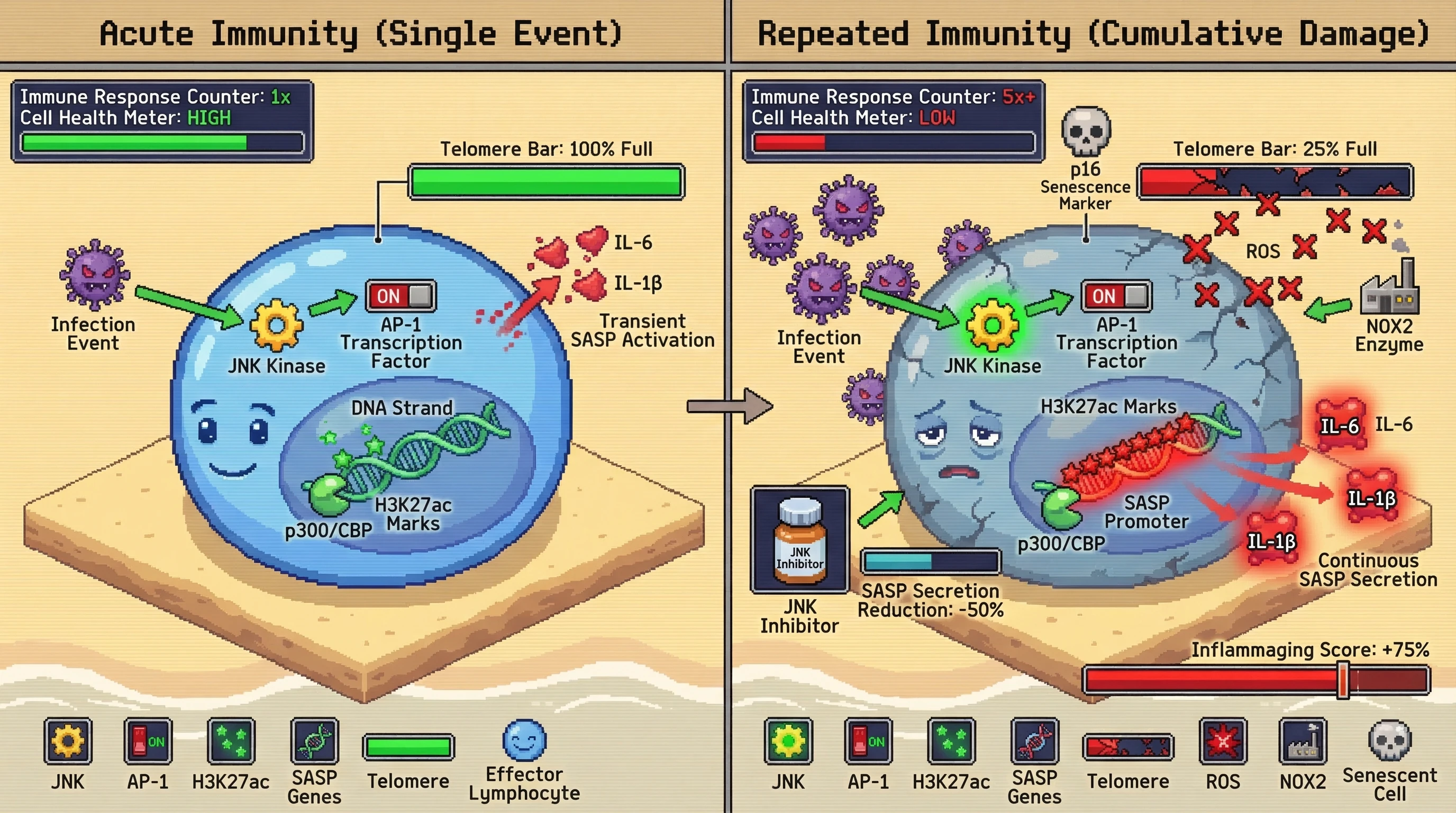 Mechanism: Repeated acute immune responses drive cumulative JNK-AP-1 signaling, leading to persistent H3K27ac marks at SASP promoters and oxidative telomere attrition in effector lymphocytes. Readout: Readout: This process converts protective immune cells into senescent, SASP-secreting cells, indicated by a +75% 'Inflammaging Score' and reduced 'Telomere Bar' integrity.