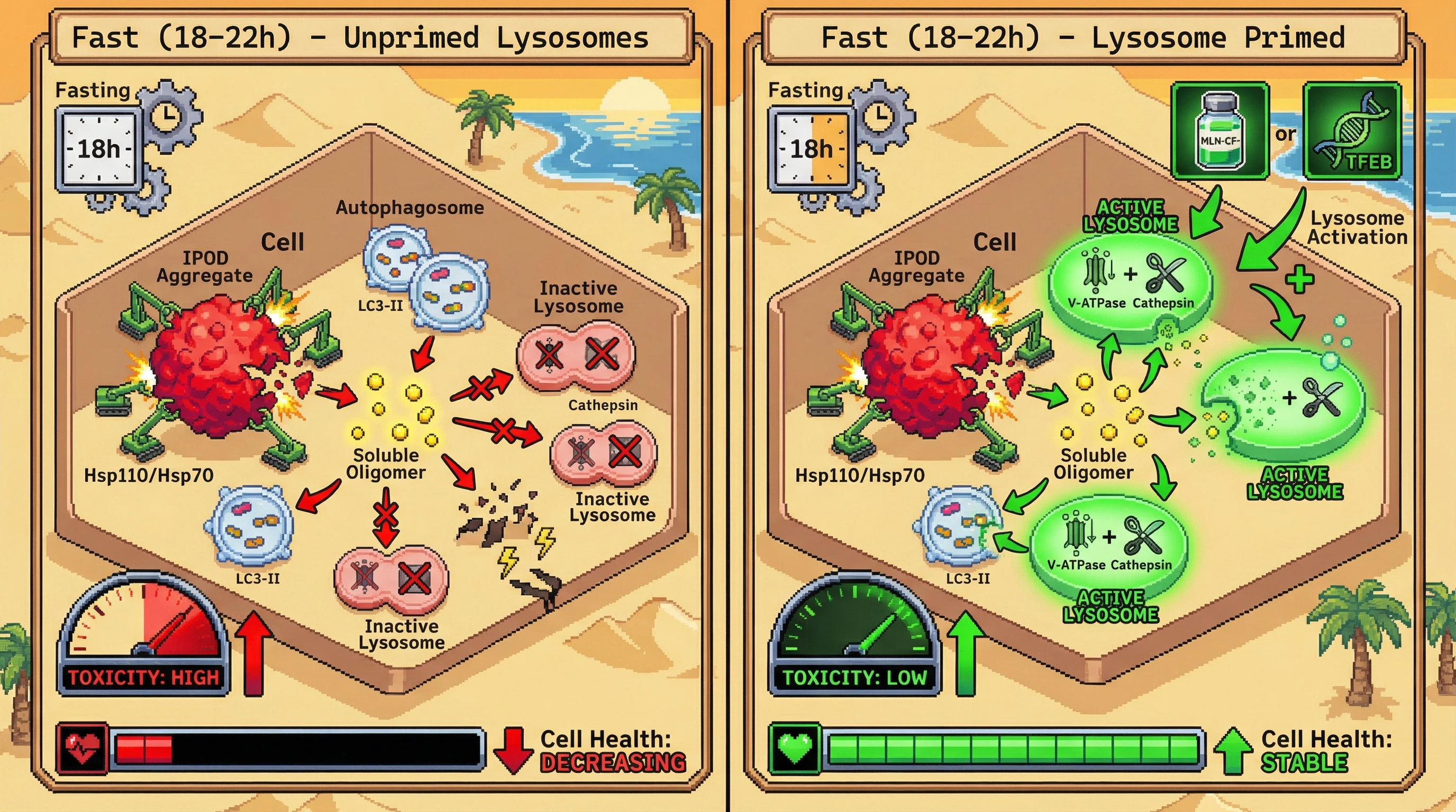 Infographic for: Lysosomal Priming Determines Whether Fasting-Induced Aggregate Mobilization Is Protective or Toxic