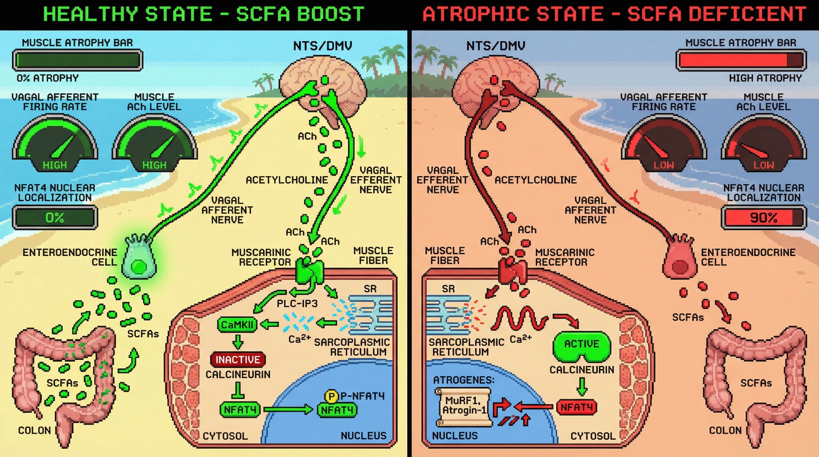 Infographic for: Bottom‑up gut‑brain‑muscle axis: vagal afferent SCFA signaling sets basal NFAT4 activity in skeletal muscle