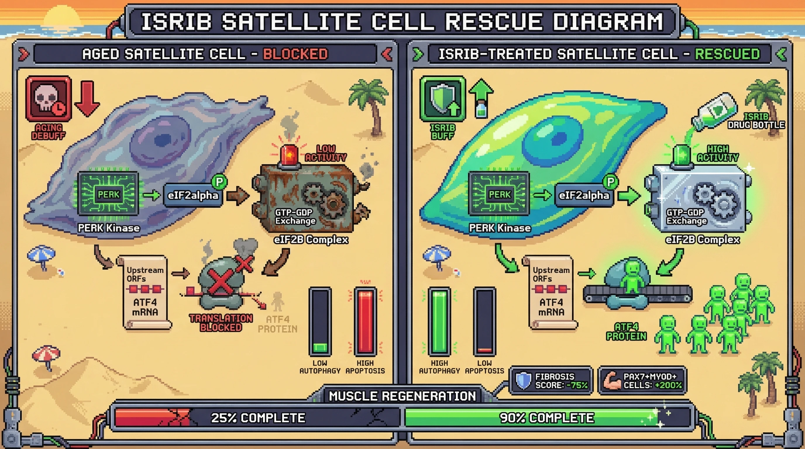 Infographic for: eIF2B Decline as the Translational Gatekeeper of PERK‑ATF4 Signaling in Aging Satellite Cells